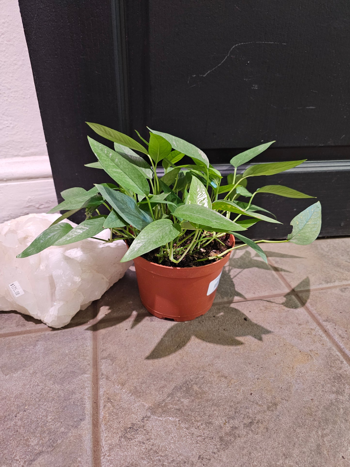 Cebu Blue Pothos