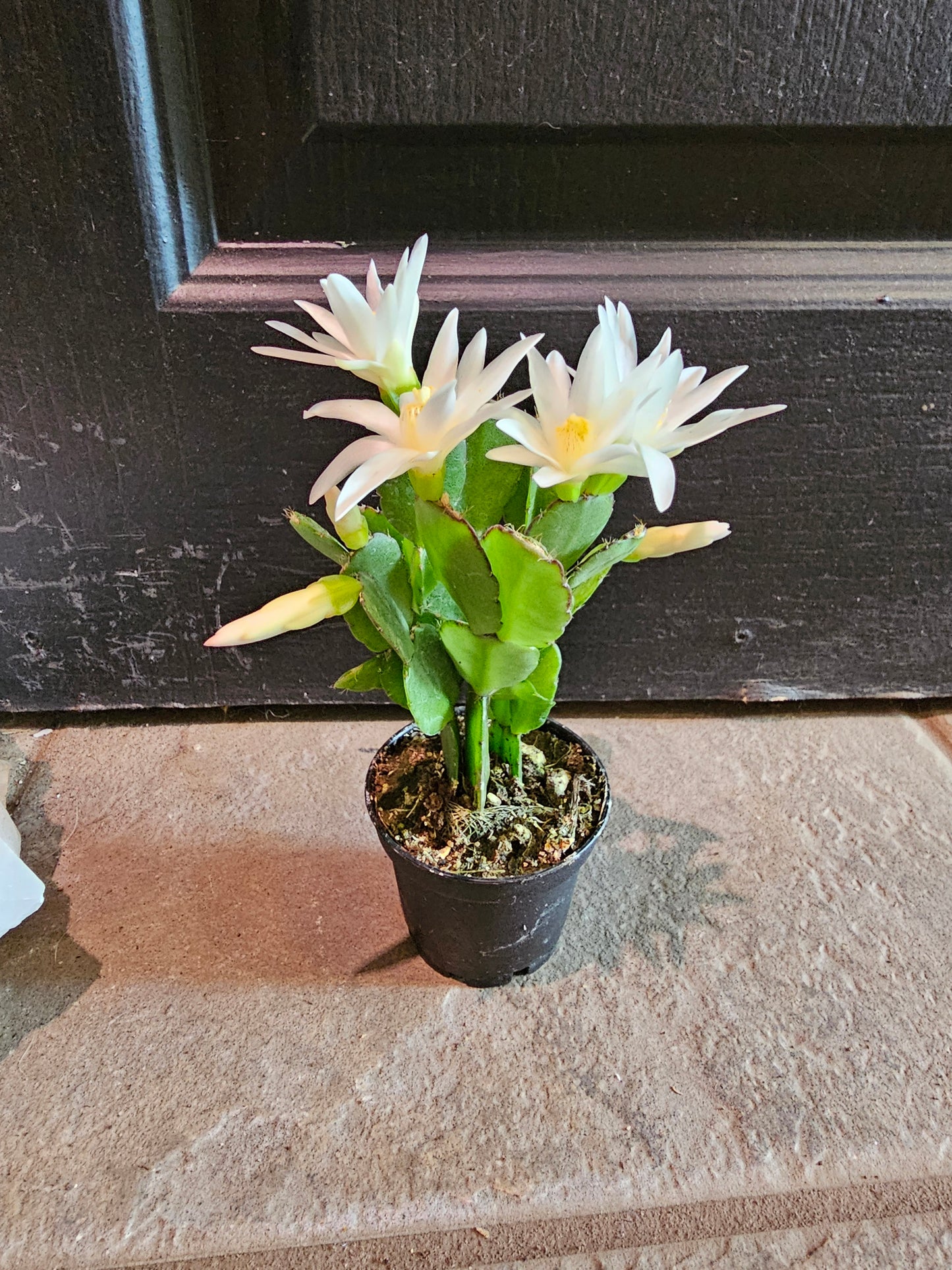 Spring Cactus