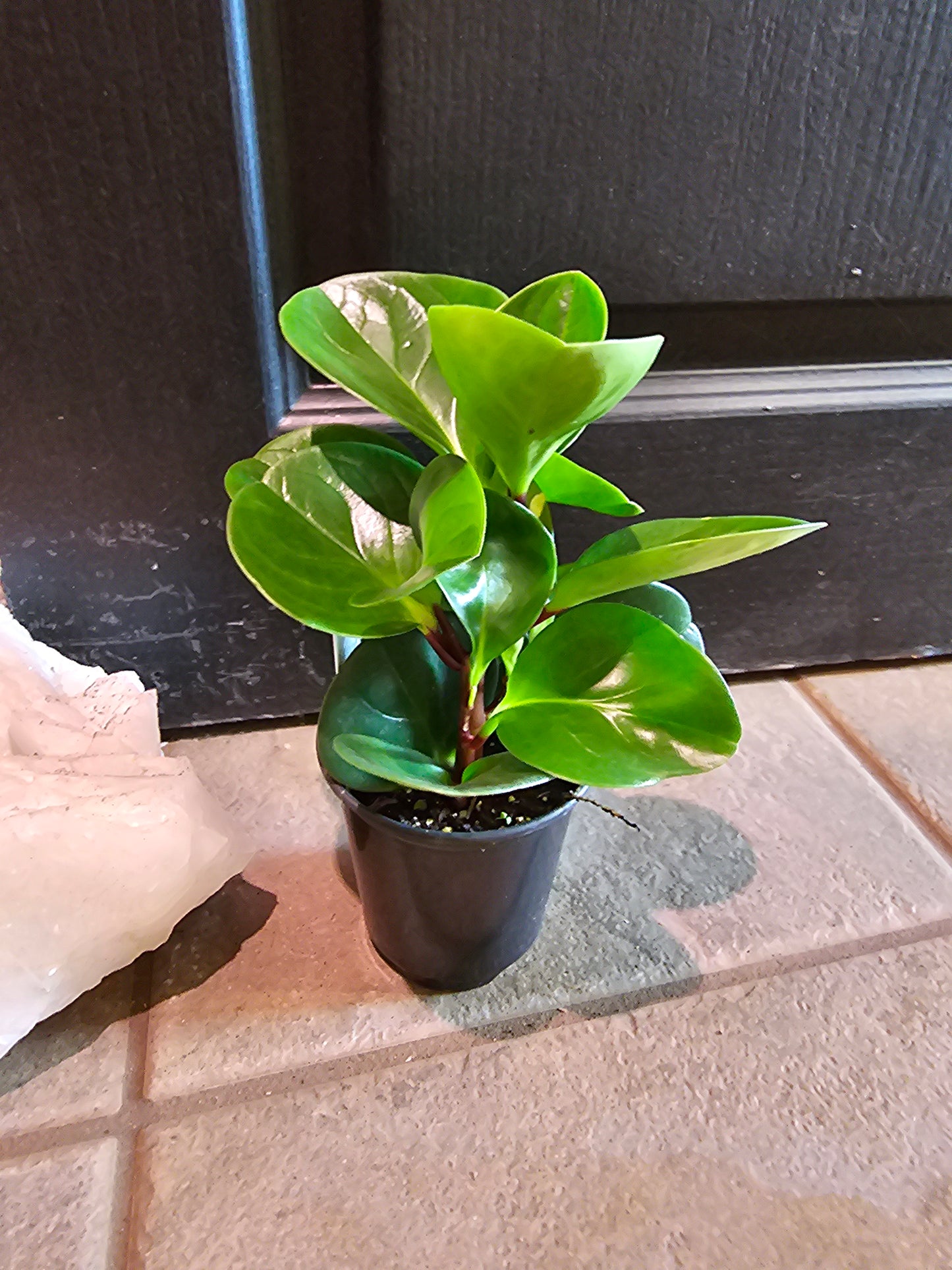 Peperomia Obtusifolia 'Red Margin'