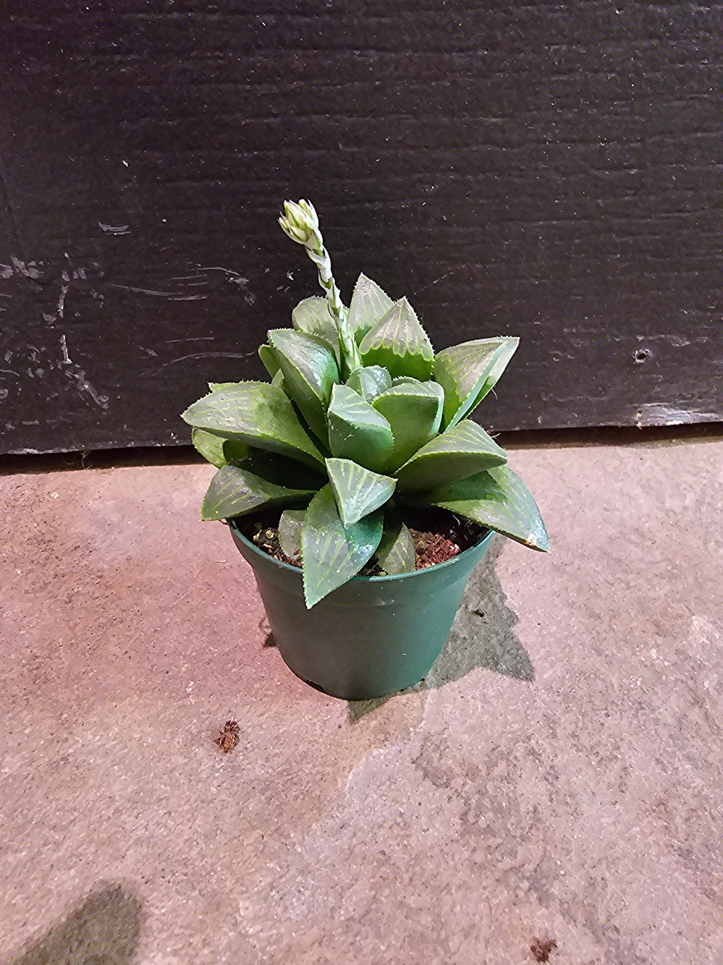 Haworthia Retusa