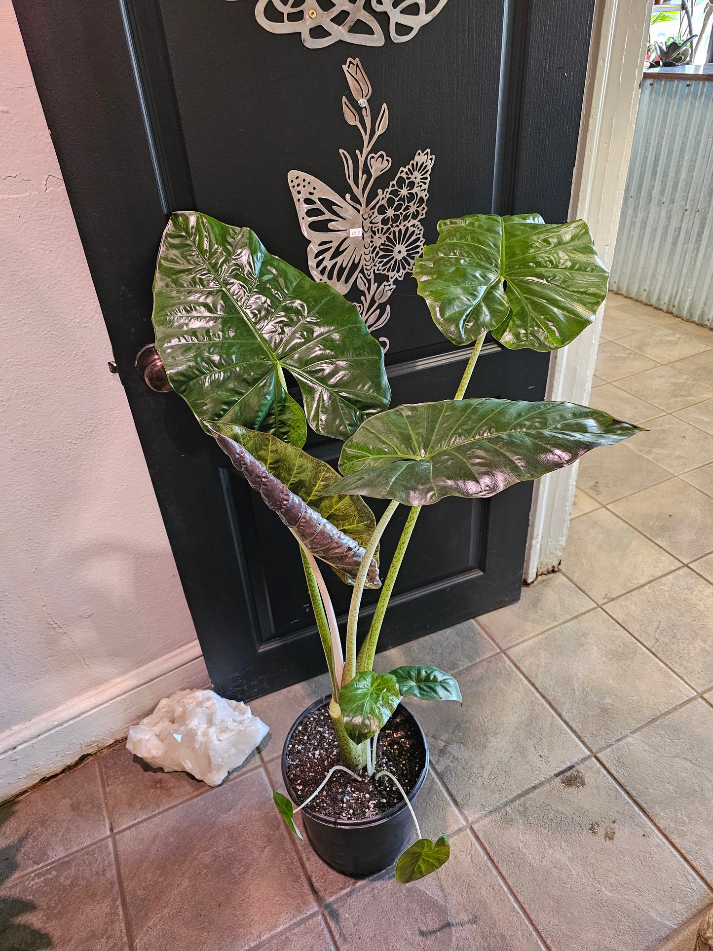 Alocasia Yucatan Queen