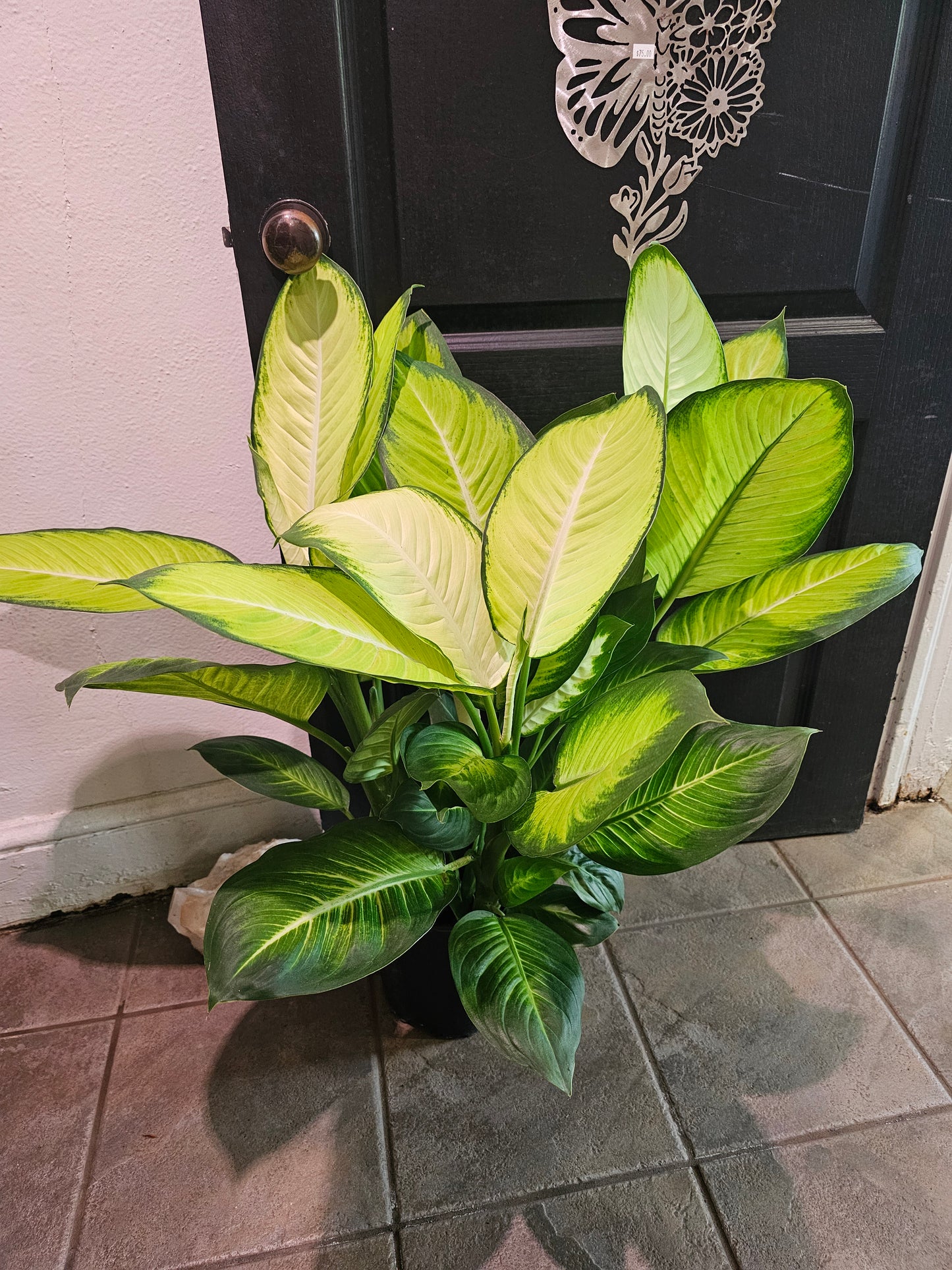 Dieffenbachia Camille