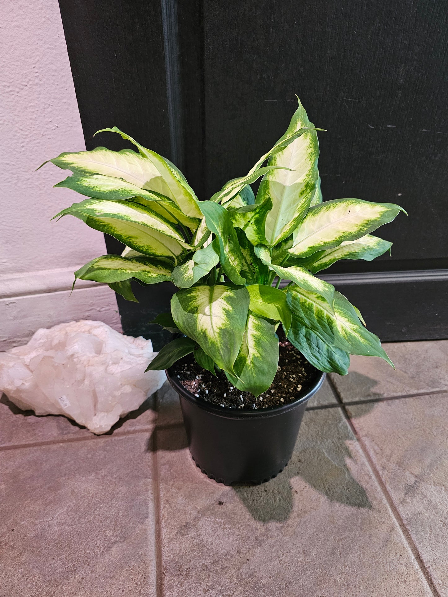 Dieffenbachia Camille