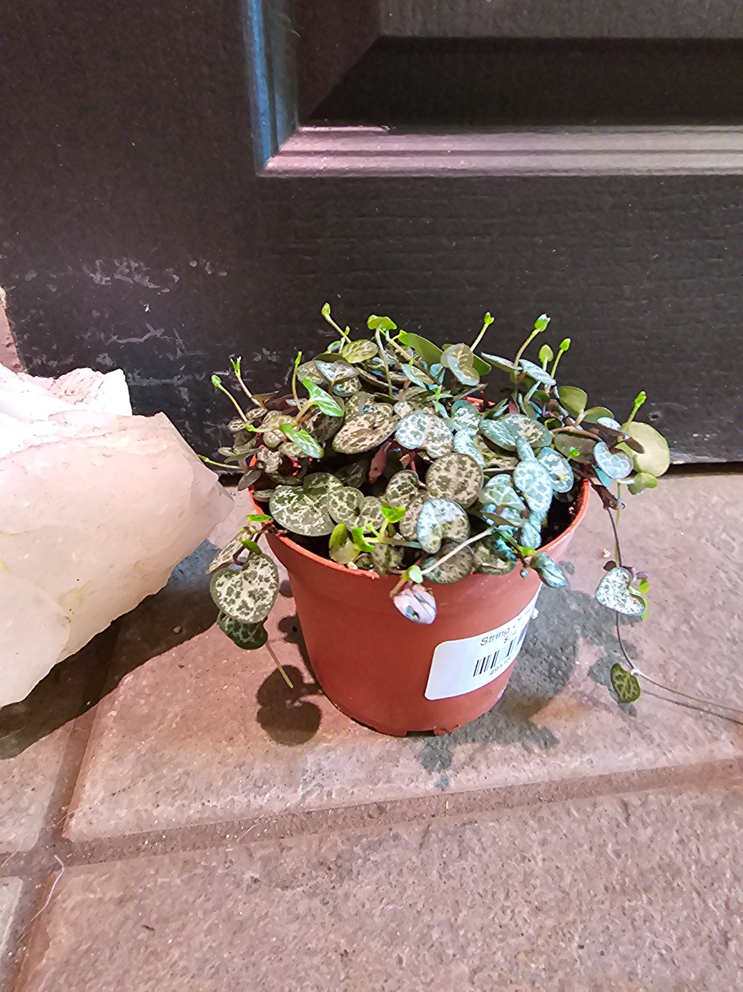 String Of Hearts