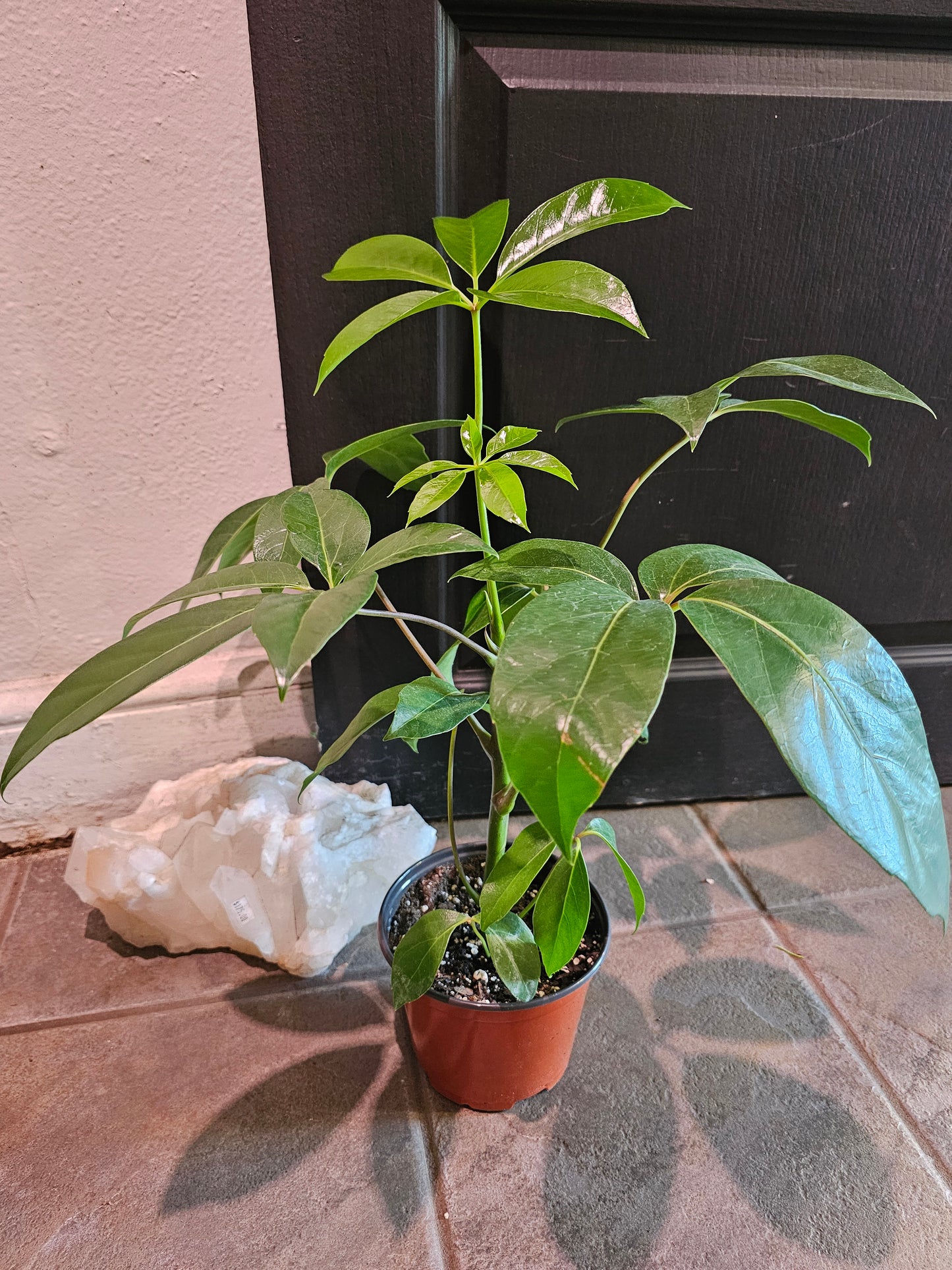 Amate Schefflera
