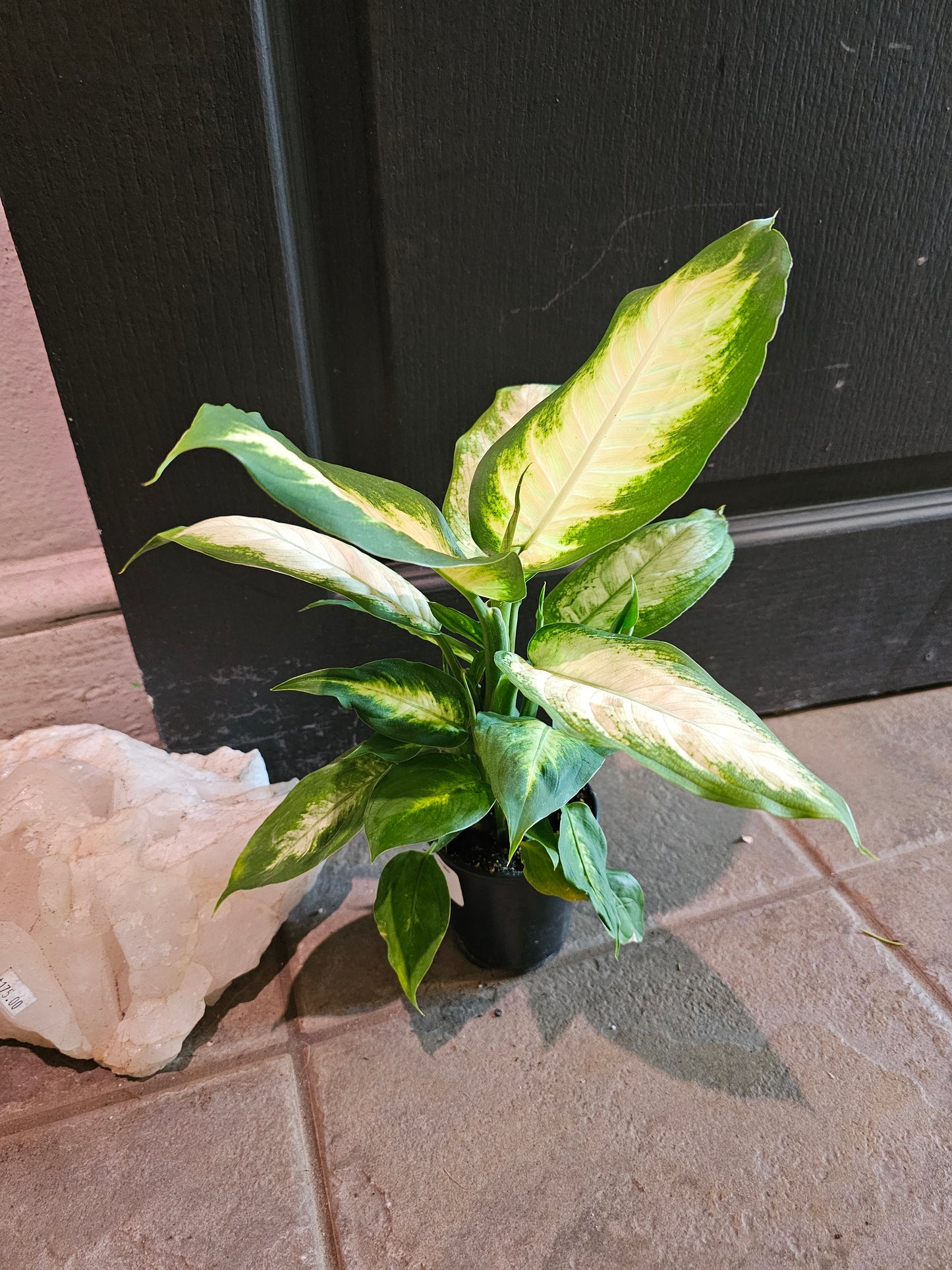 Dieffenbachia Camille
