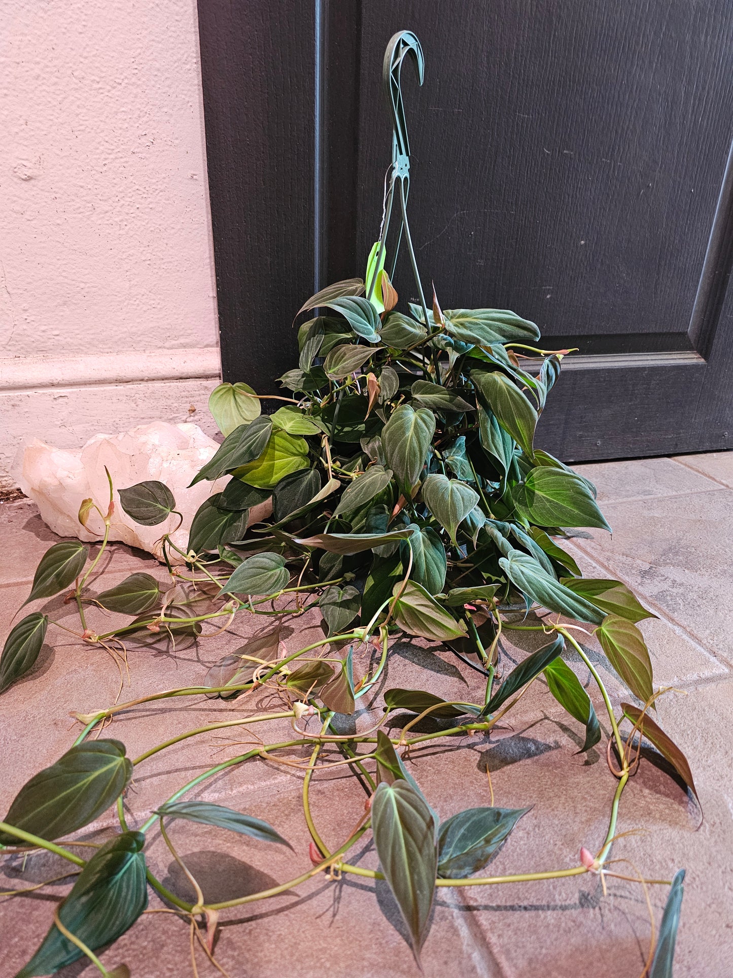 Philodendron Hederaceum "Micans"
