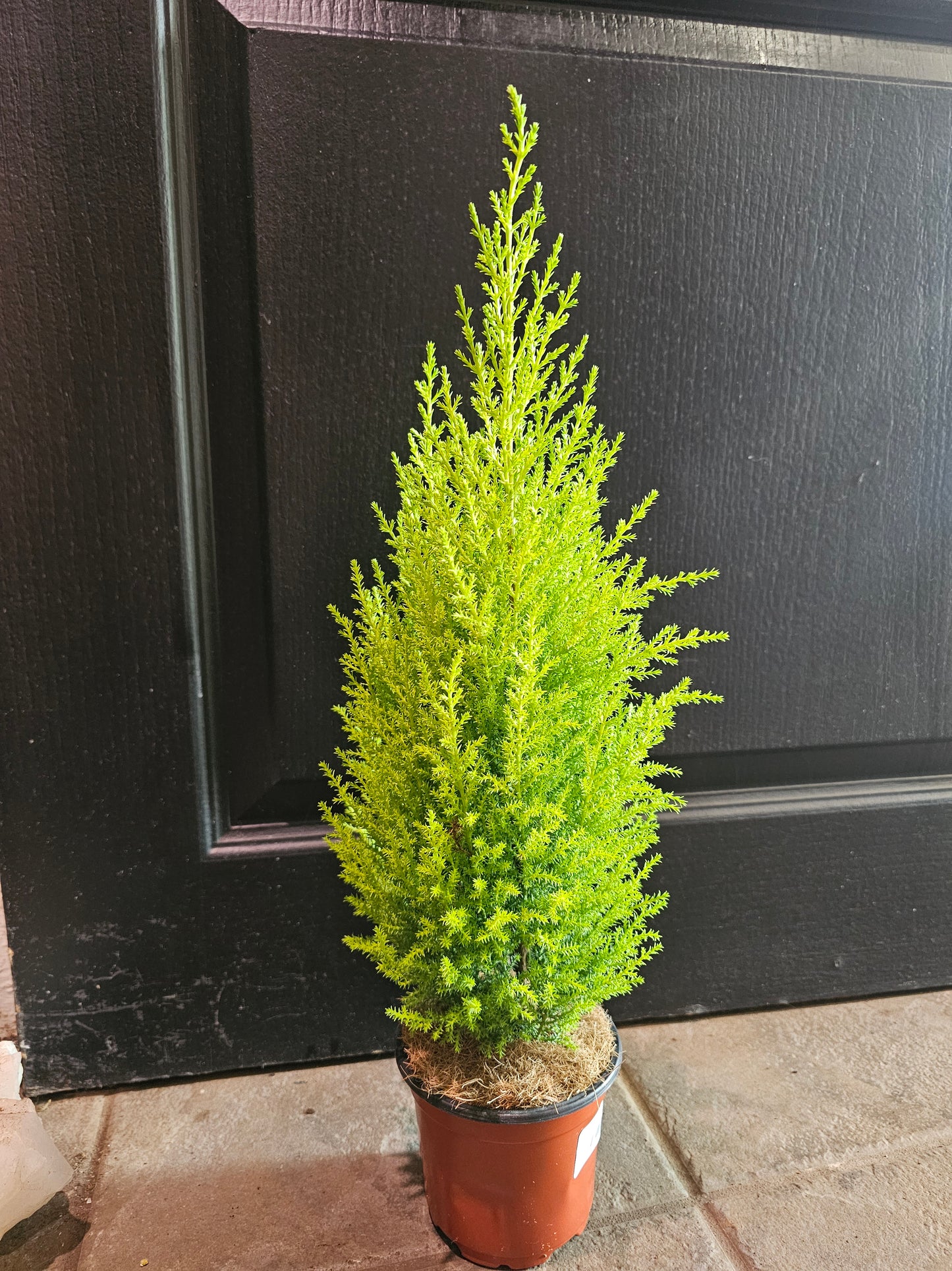 Lemon Cypress