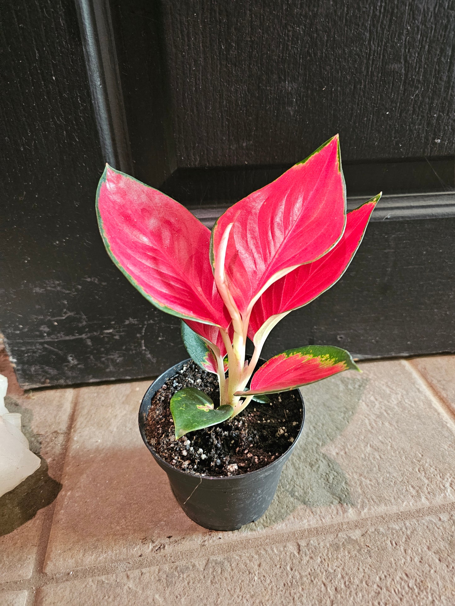 Aglaonema Suksom Jaipong