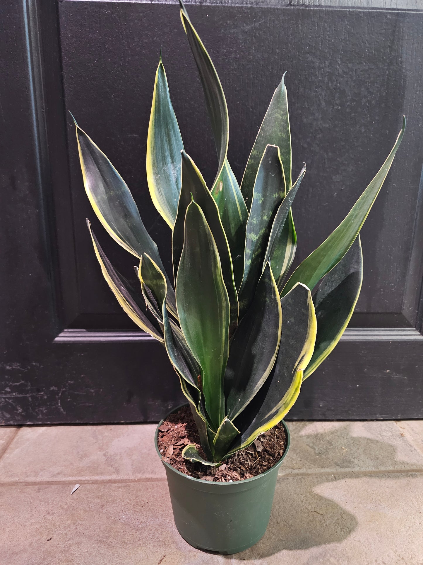 Sansevieria 'Fabi'