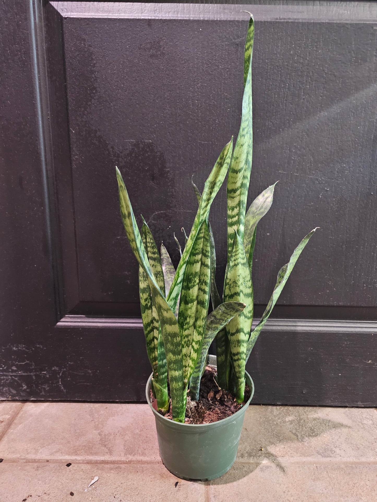 Sansevieria 'Carolin'