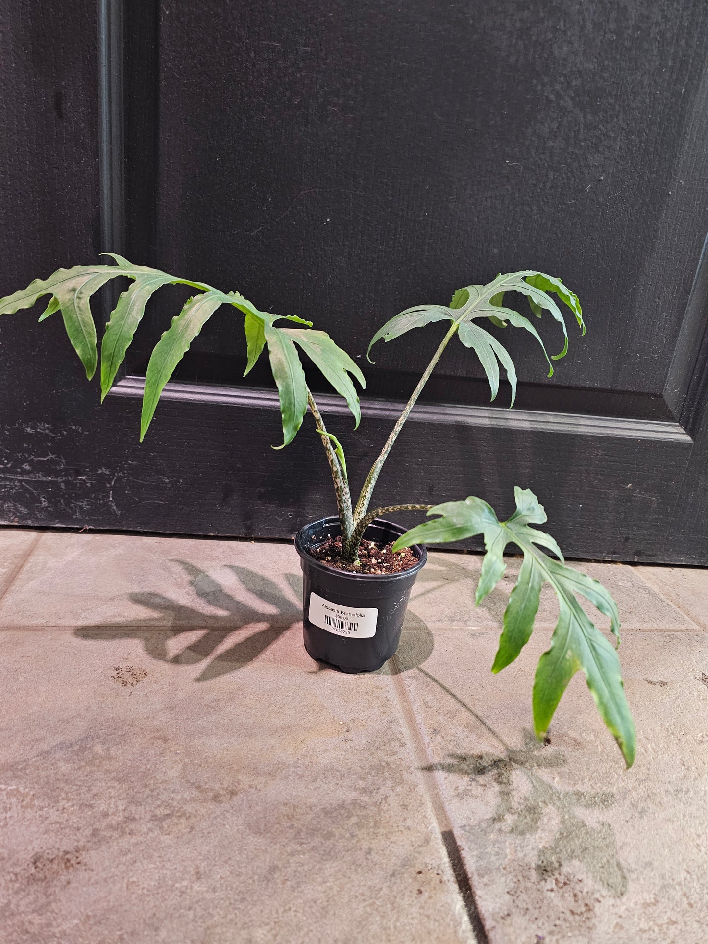 Alocasia Brancifolia