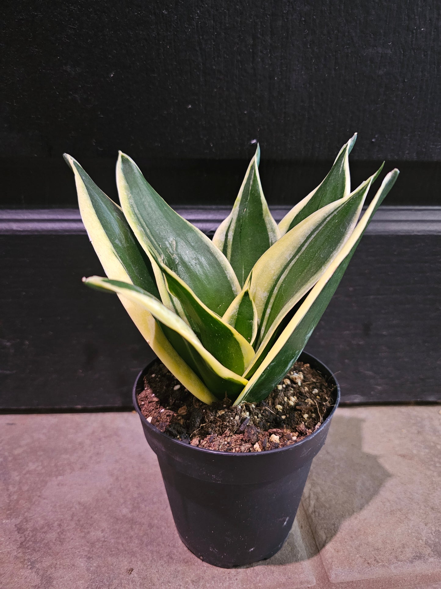Sansevieria Hahnii 'Jade Marginata'