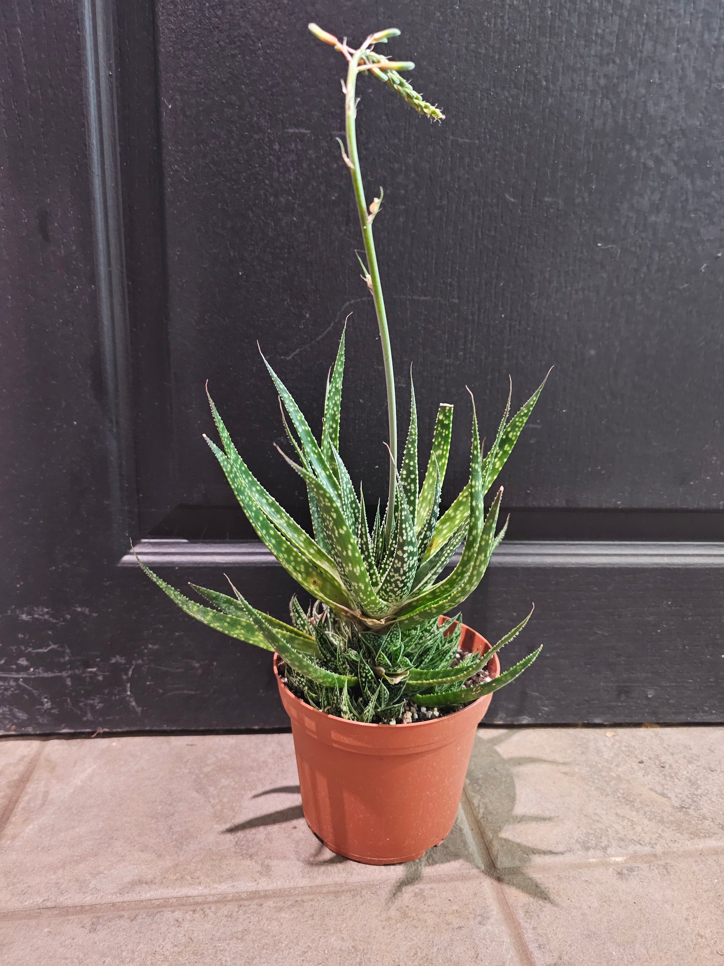 Gasteraloe