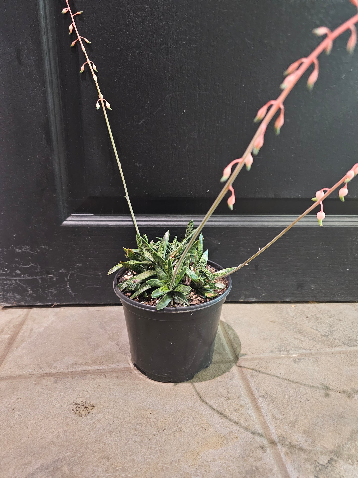 Gasteria Liliputana 'Dwarf Ox Tongue'