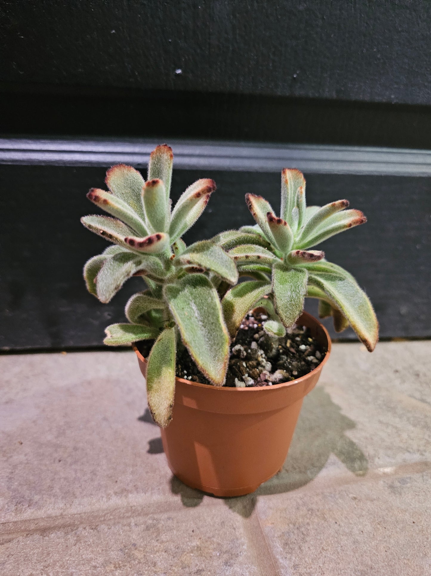 Kalanchoe Tomentosa 'Chocolate Soldier'