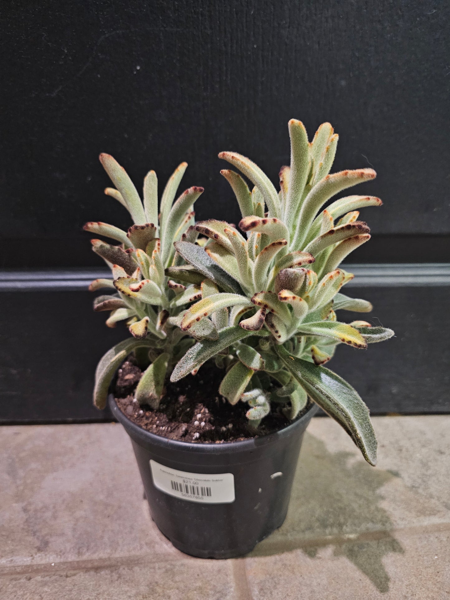 Kalanchoe Tomentosa 'Chocolate Soldier'