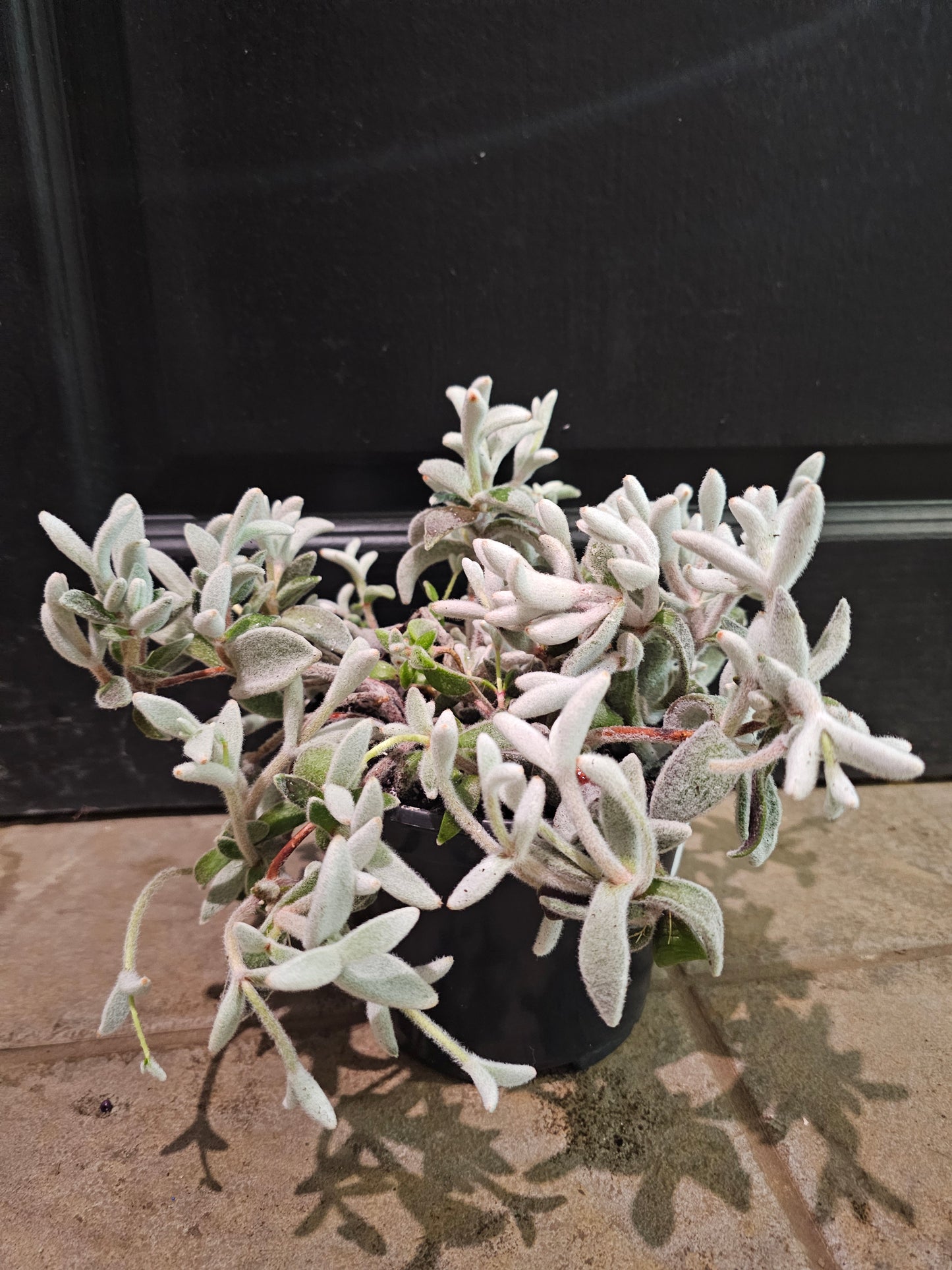 Kalanchoe Eriophylla 'Snow White'