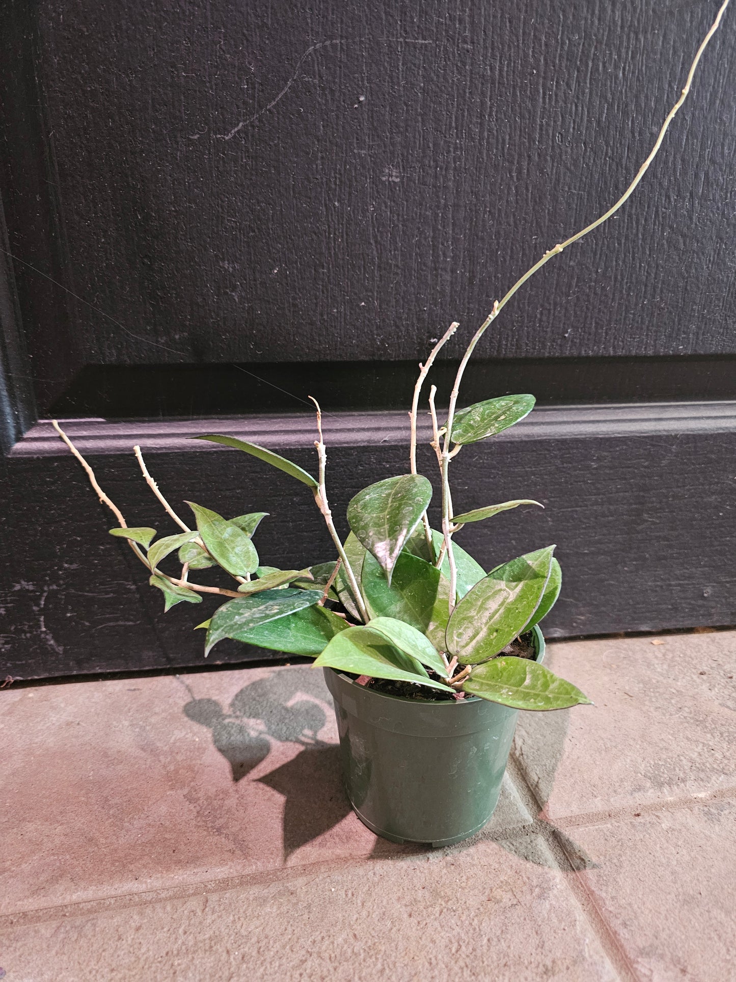 Hoya Parasitica 'Black Margin'