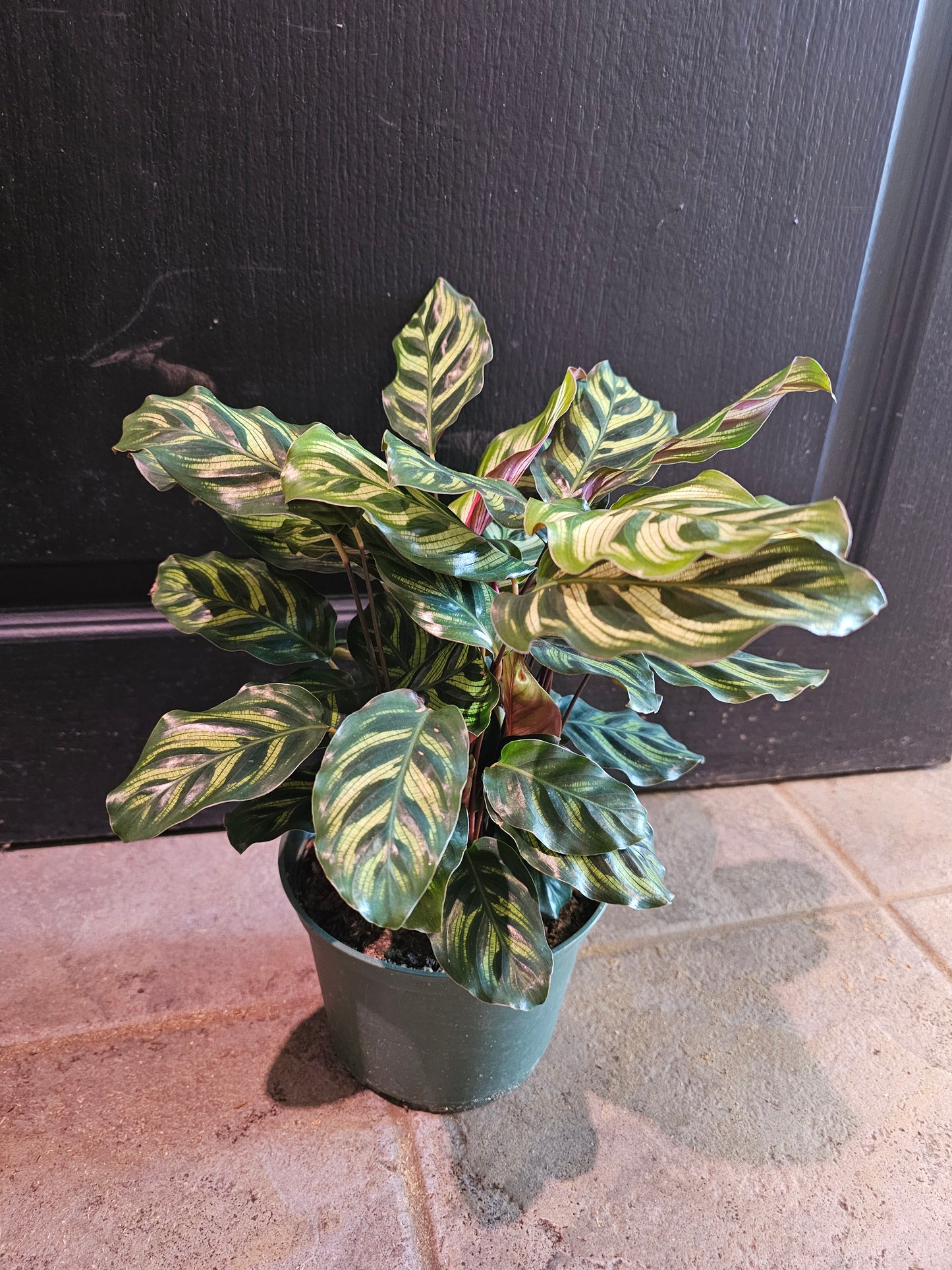 Calathea Makoyana 'Peacock'