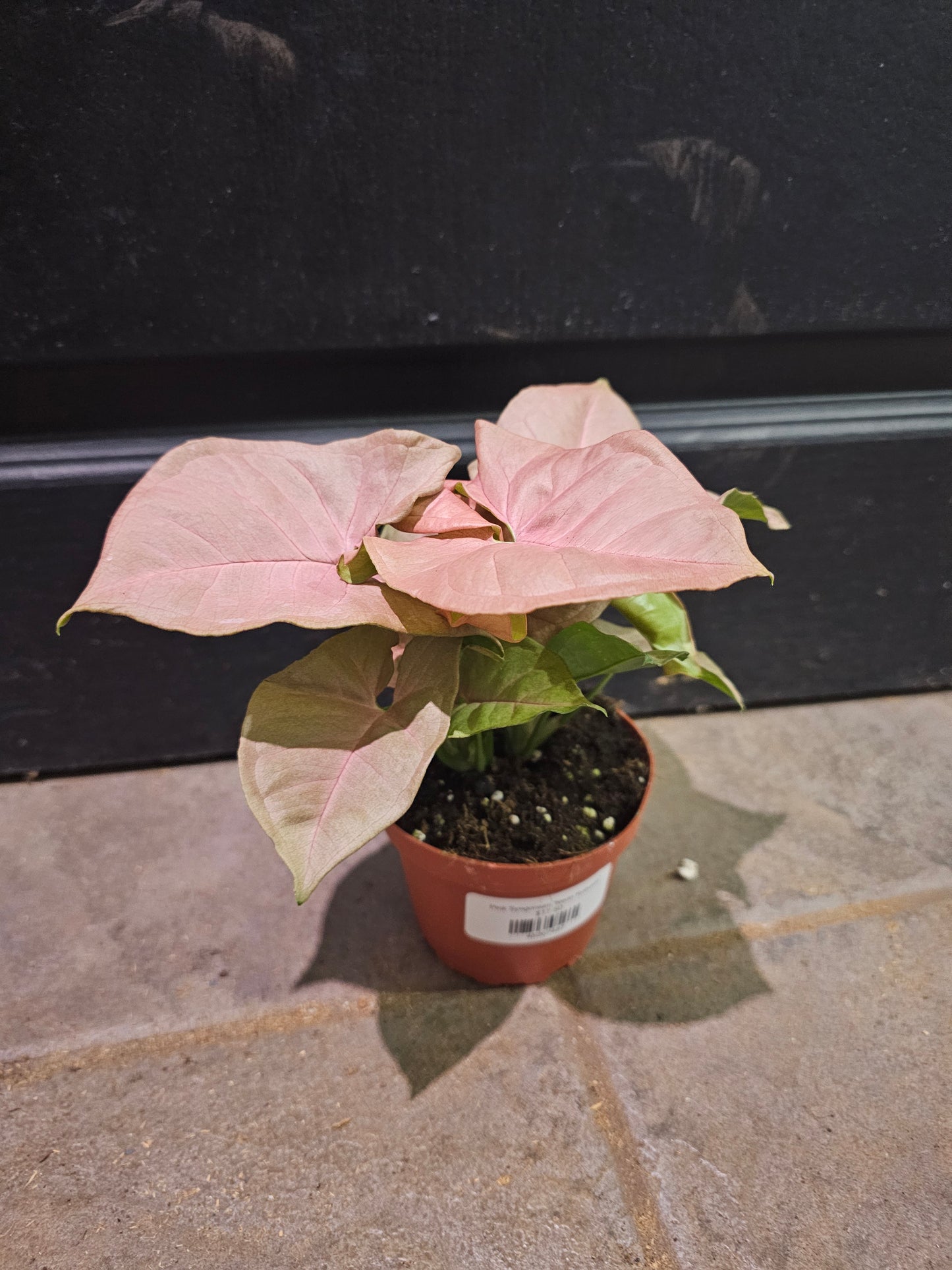 Pink Syngonium 'Neon Robusta'