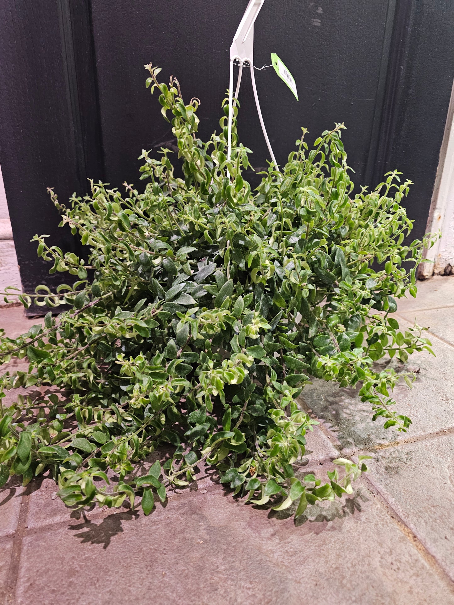 Aeschynanthus 'Curly Rasta' Lip Stick