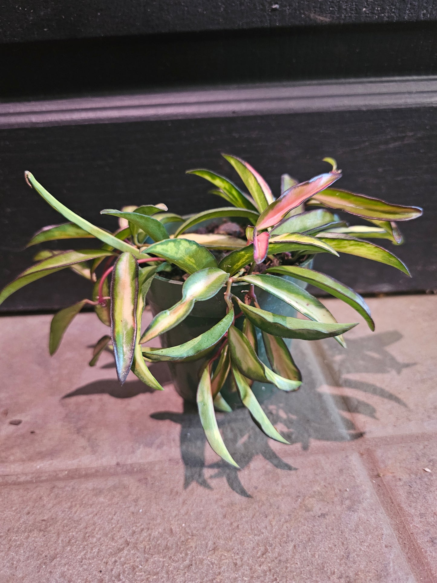 Hoya Wayetii Tricolor