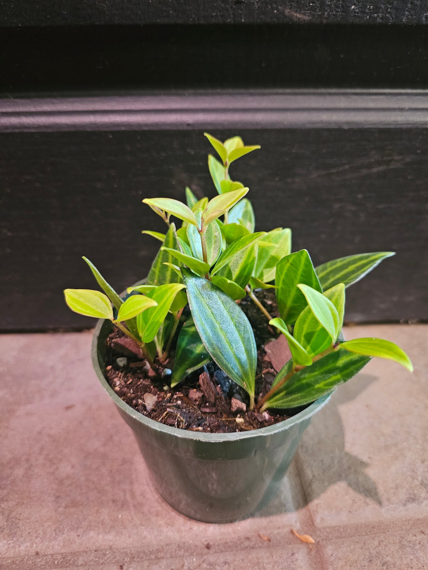 Peperomia Puteolata Parallel ''Funky Frog''