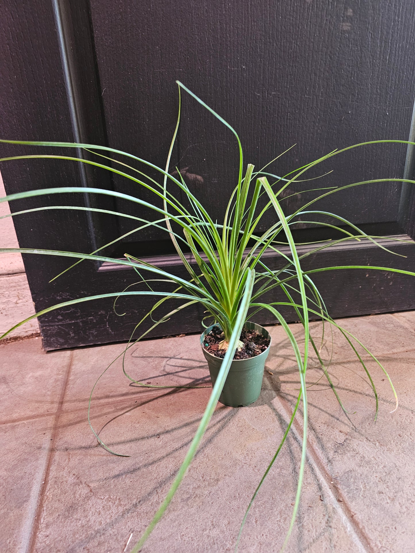 Pony Tail Palm
