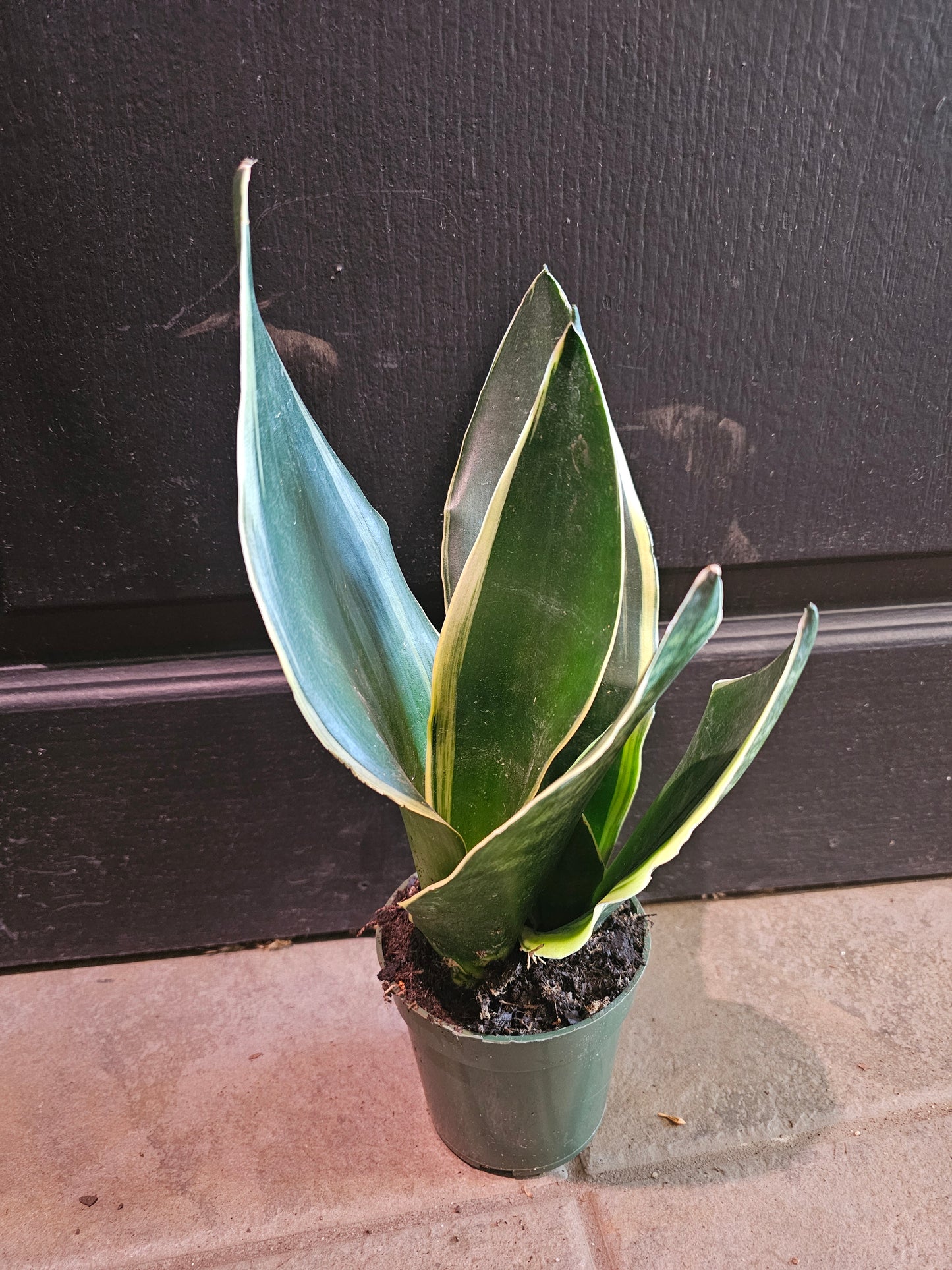 Sansevieria 'Fabi'
