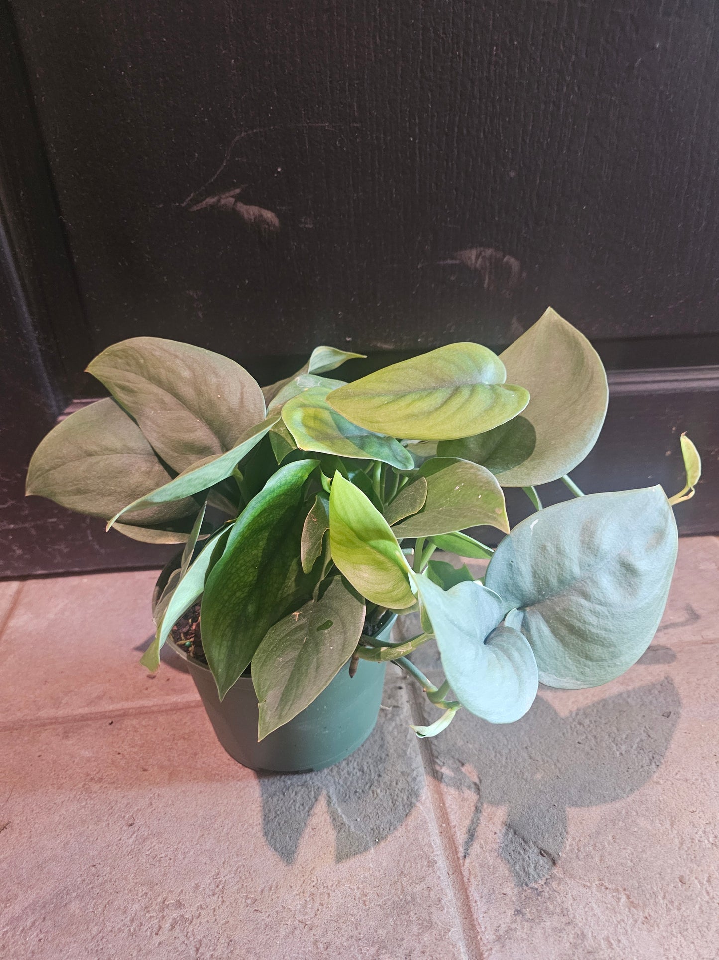 Pothos 'Jade Satin'