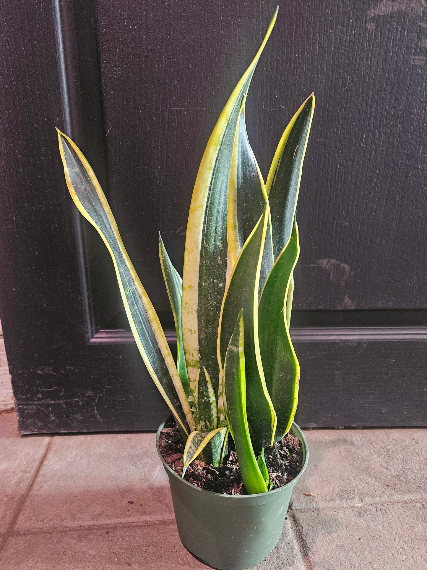 Sansevieria Black Gold