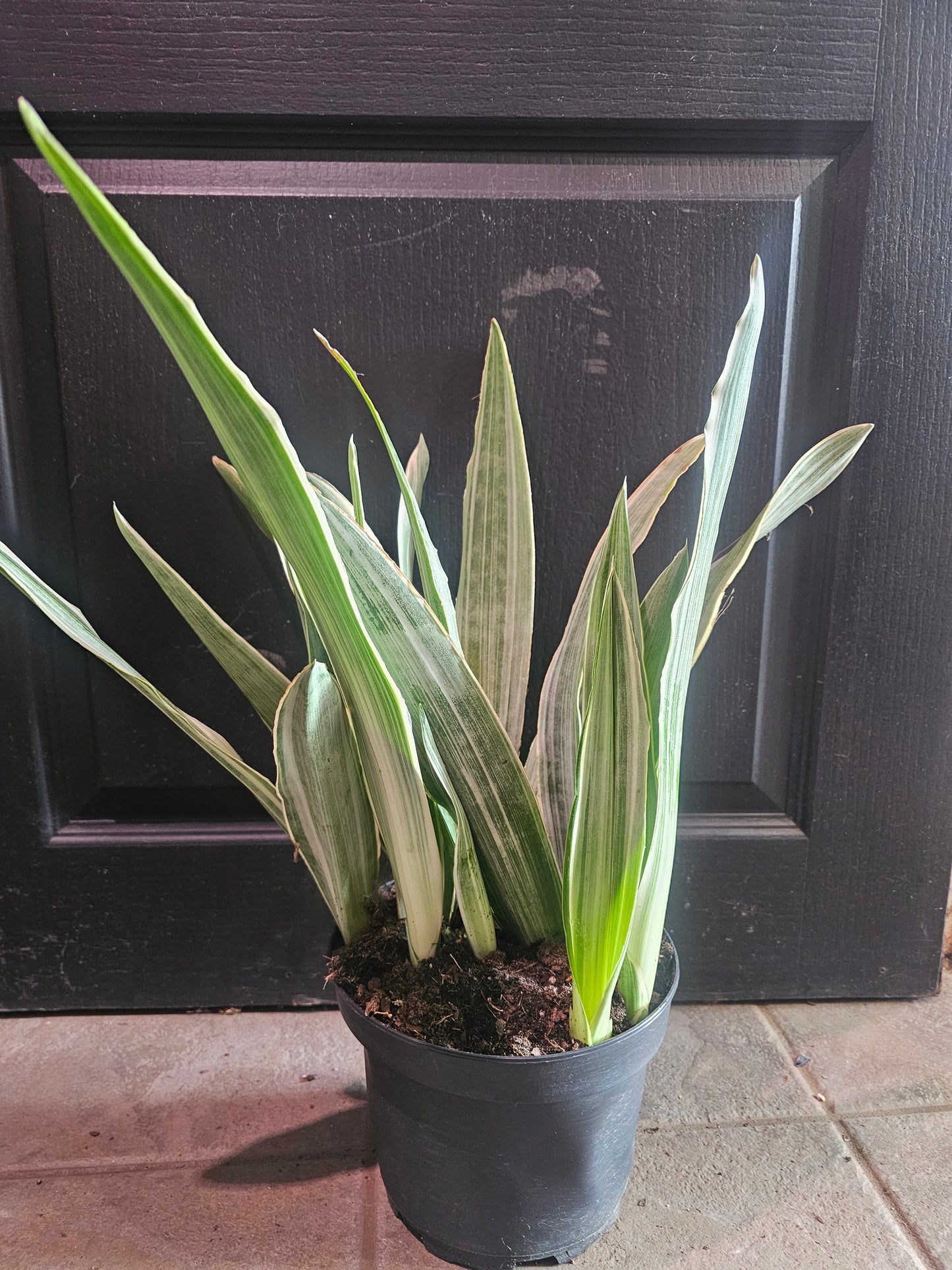 Sansevieria Sayuri