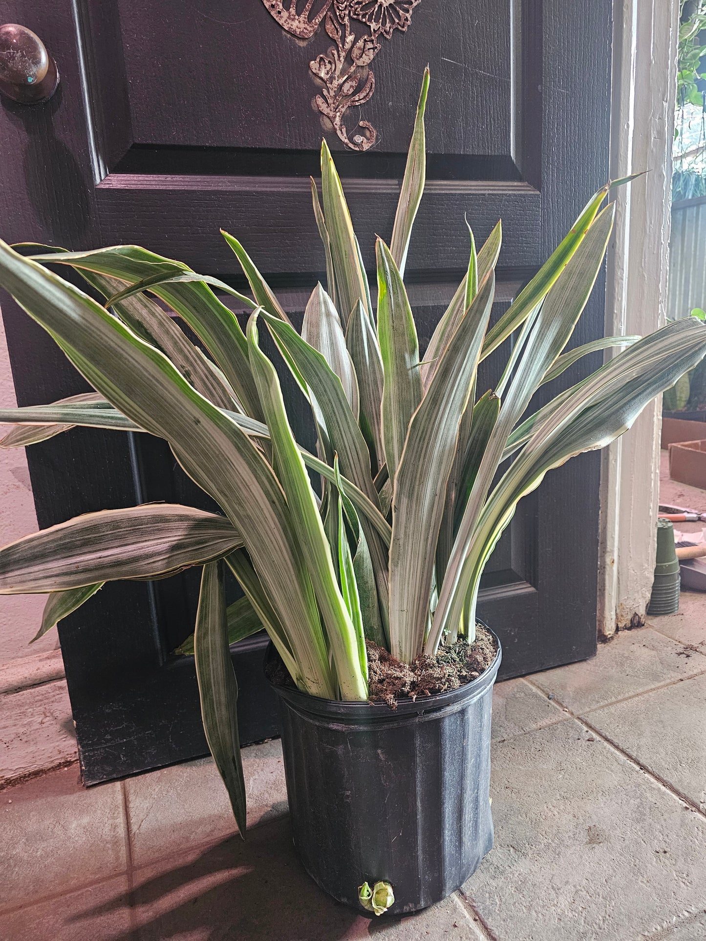 Sansevieria Sayuri