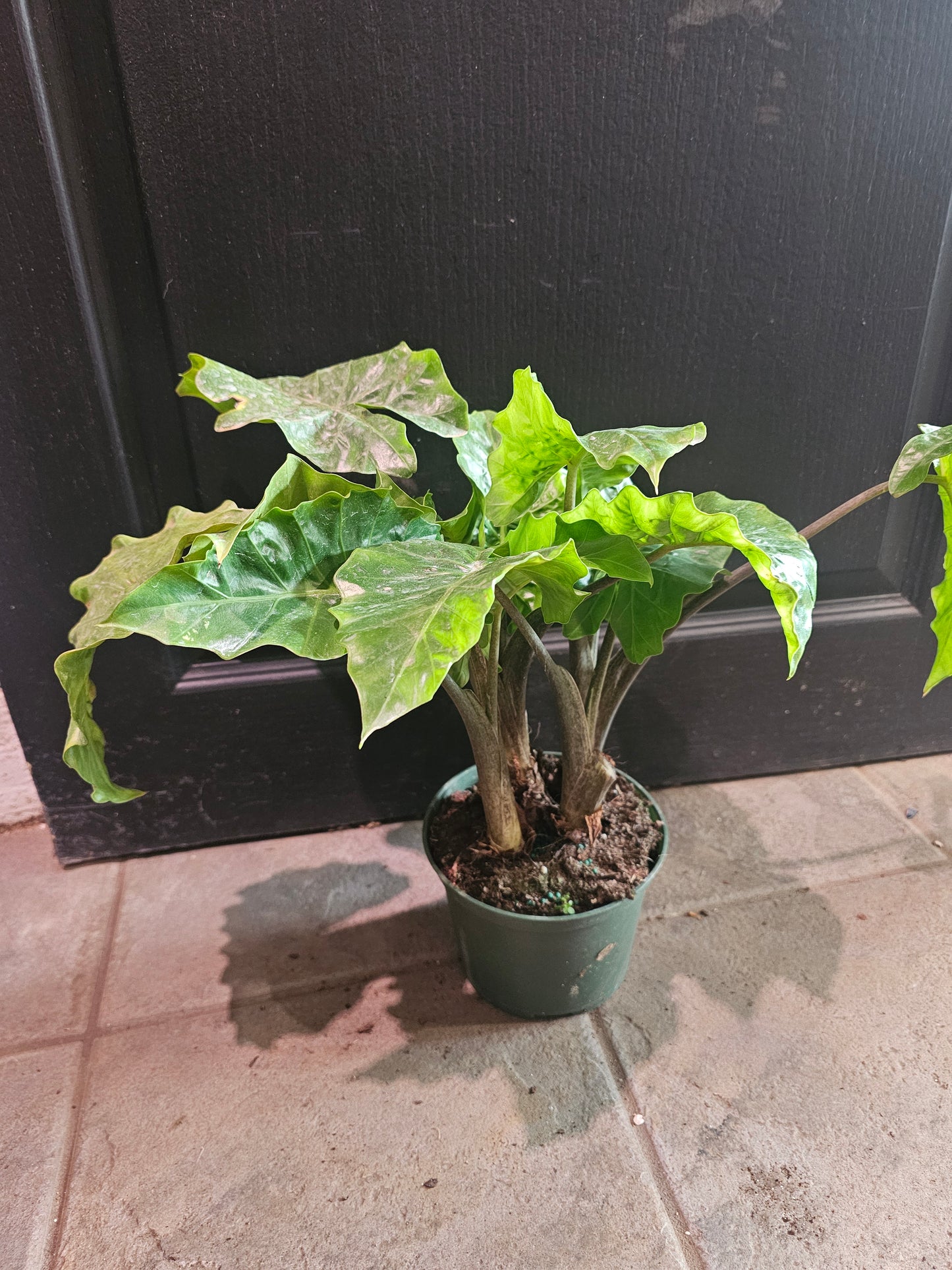 Alocasia 'Low Rider'