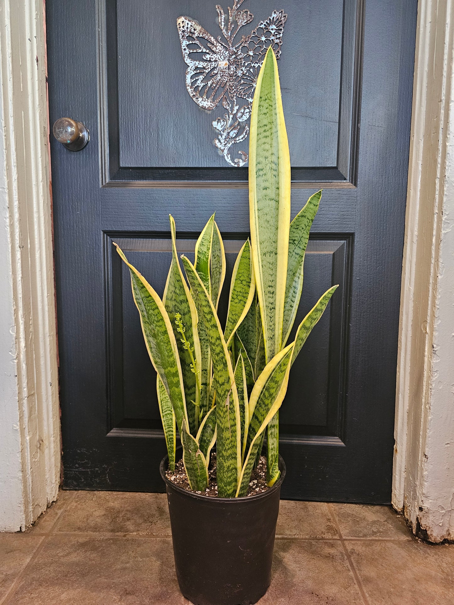Sansevieria Laurentii
