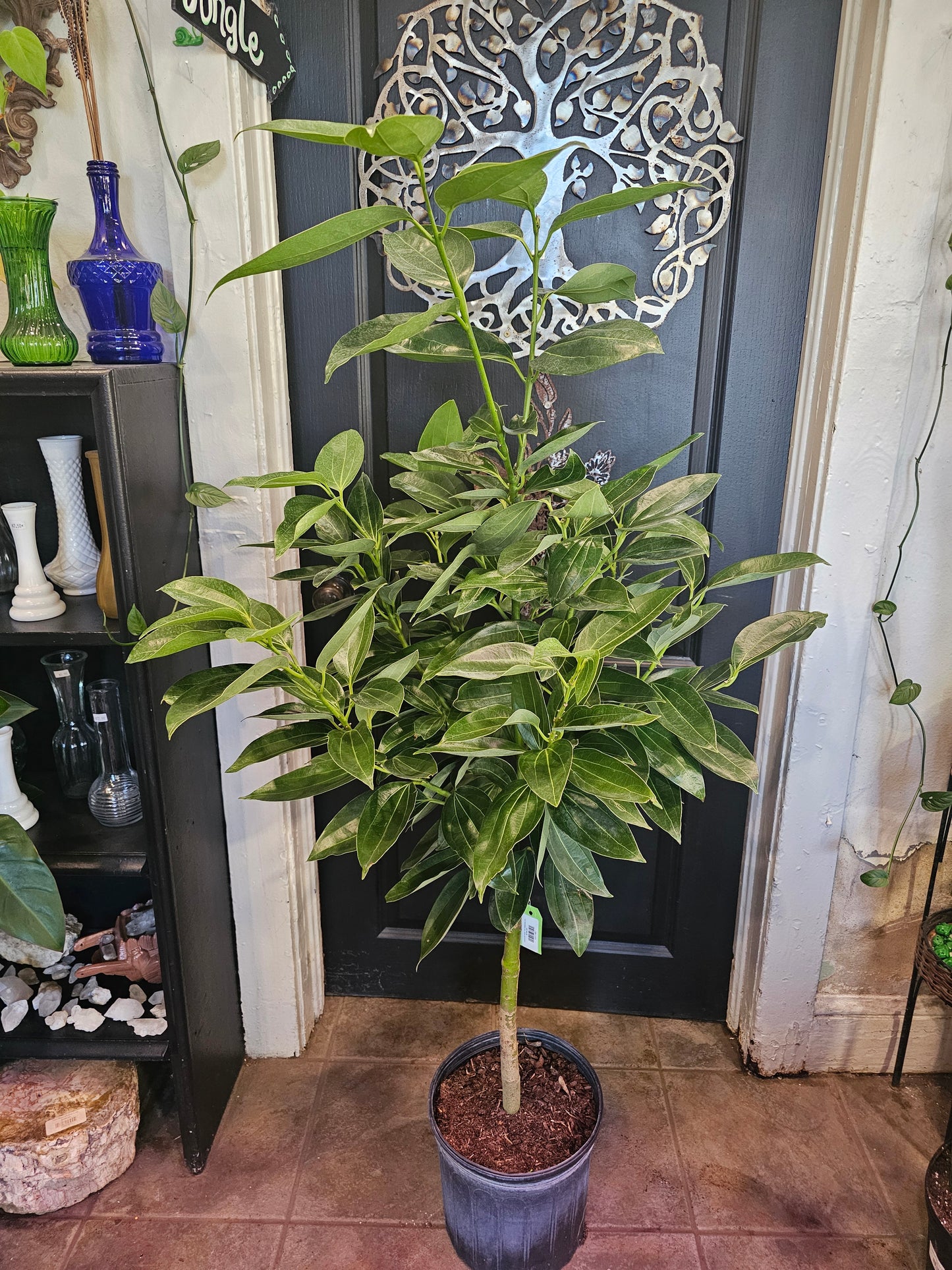 Cinnamomum Verum 'True Cinnamon Tree'