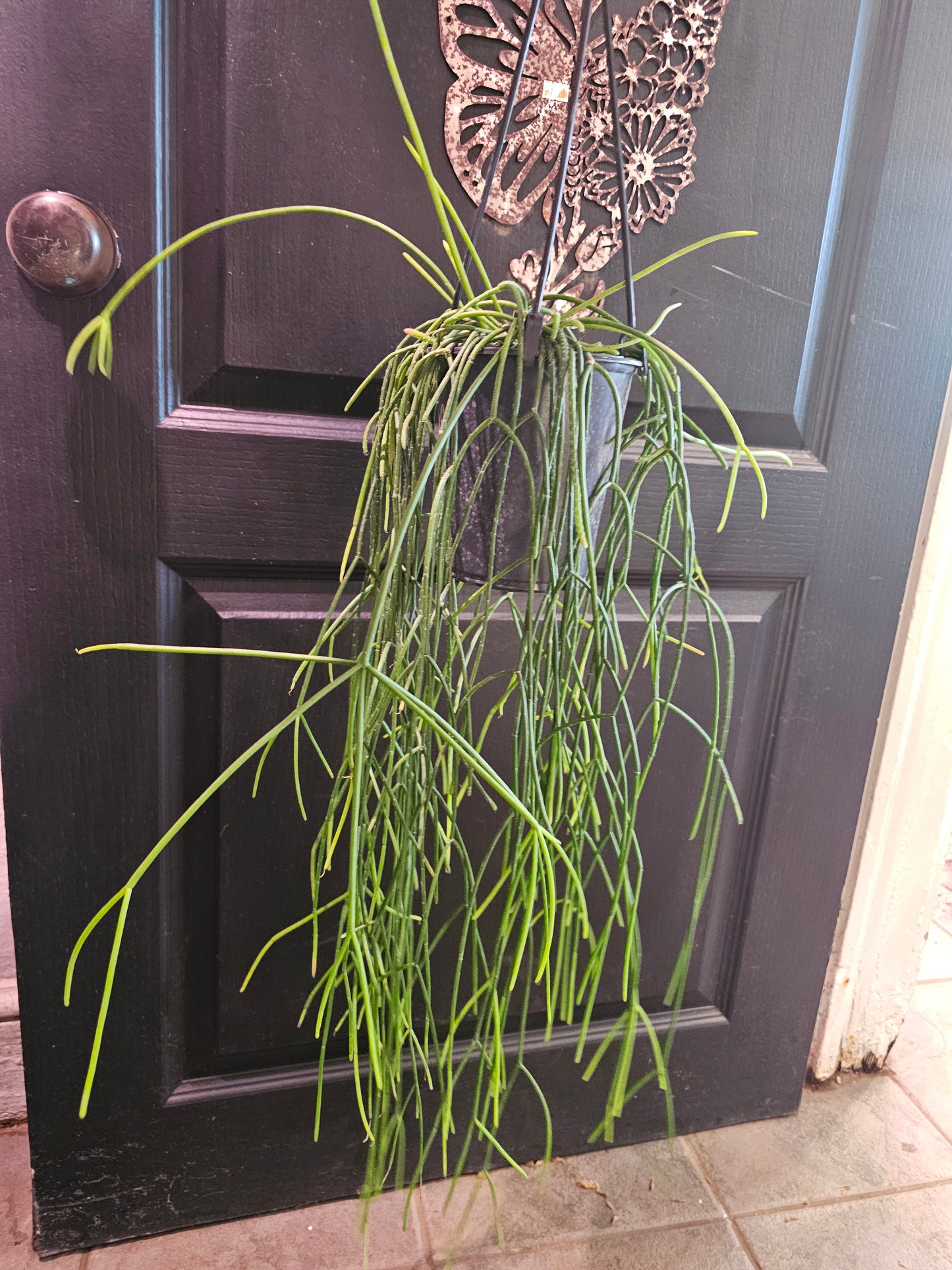 Rhipsalis