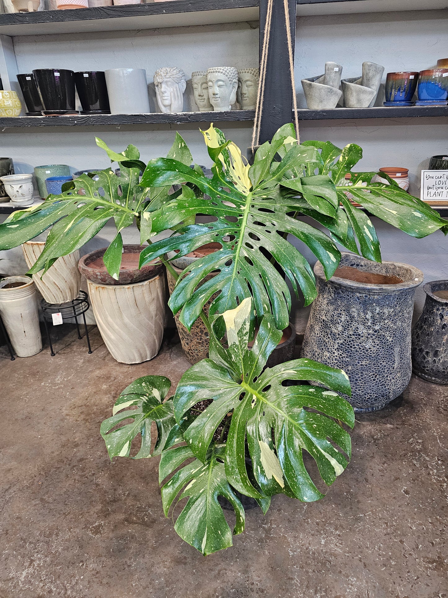 Monstera Thai Constellation