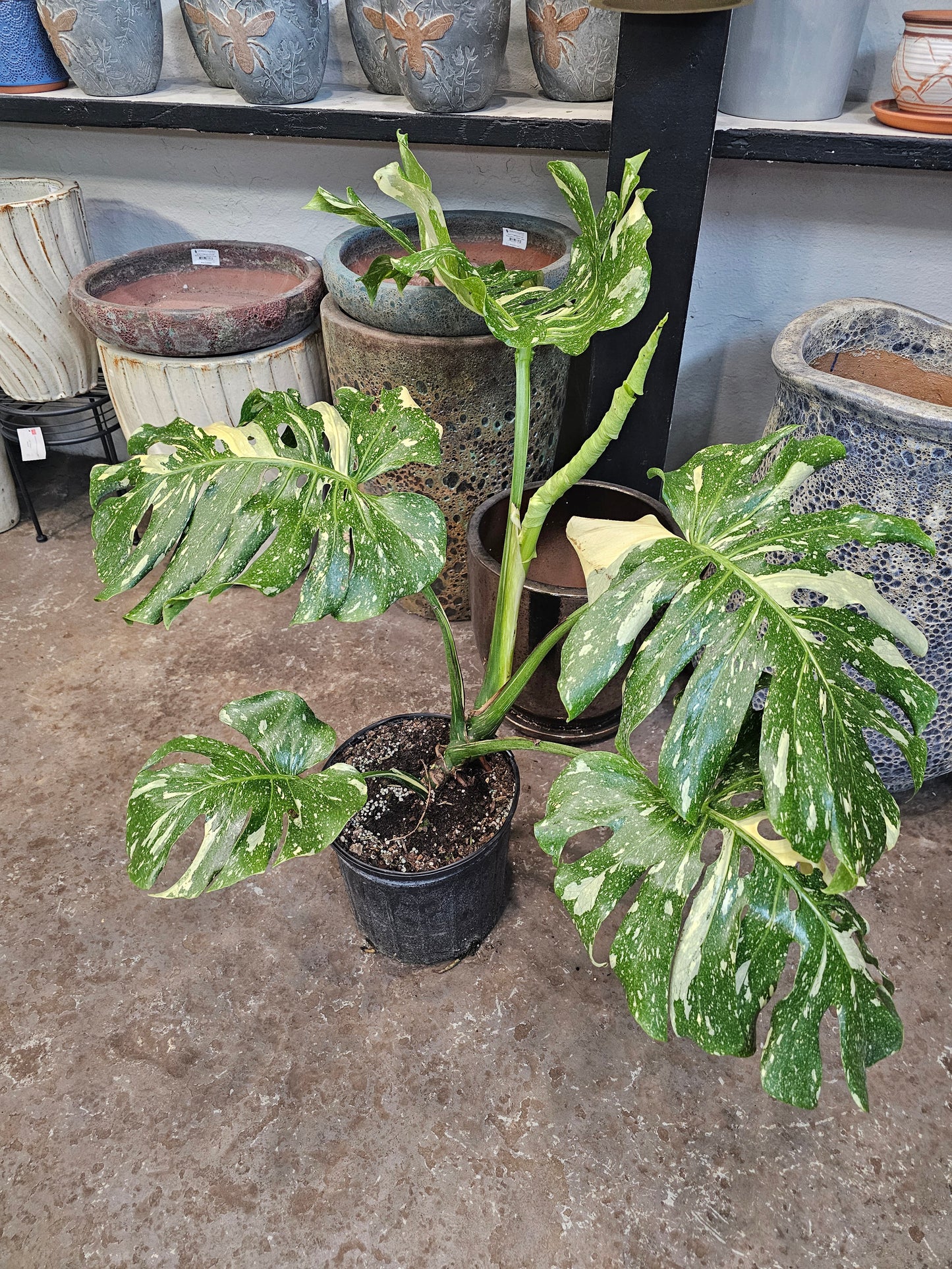 Monstera Thai Constellation