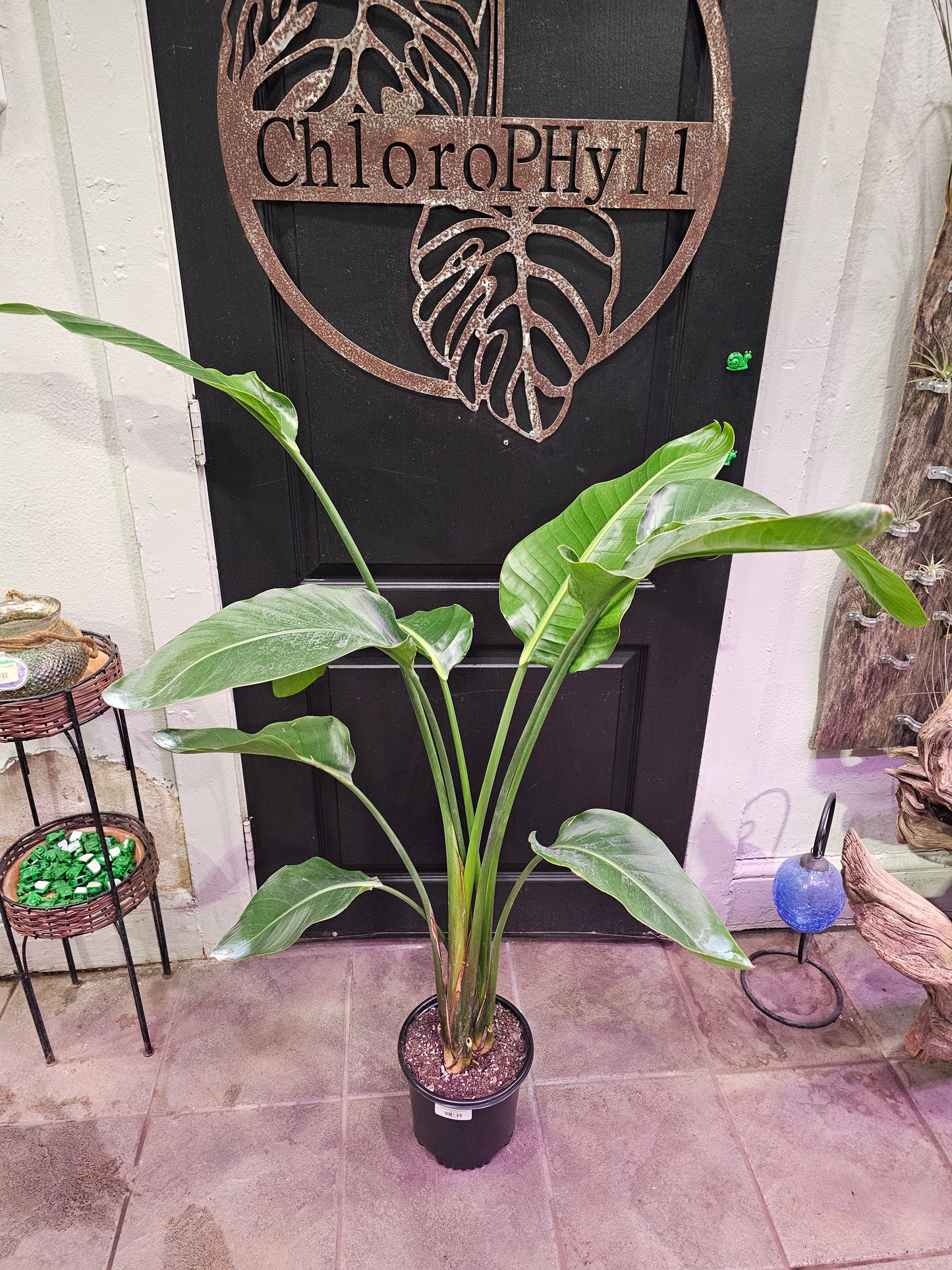 Strelitzia Nicolai "Bird Of Paradise"