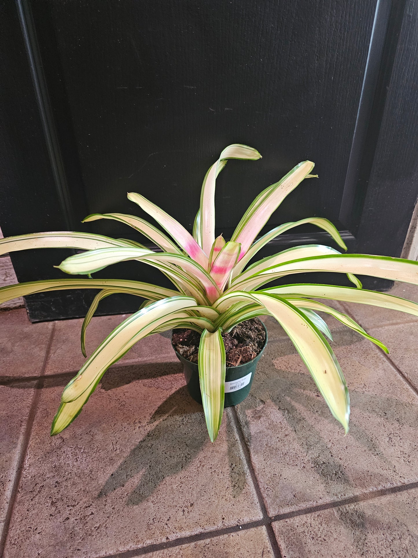 Neoregelia 'Ardie'