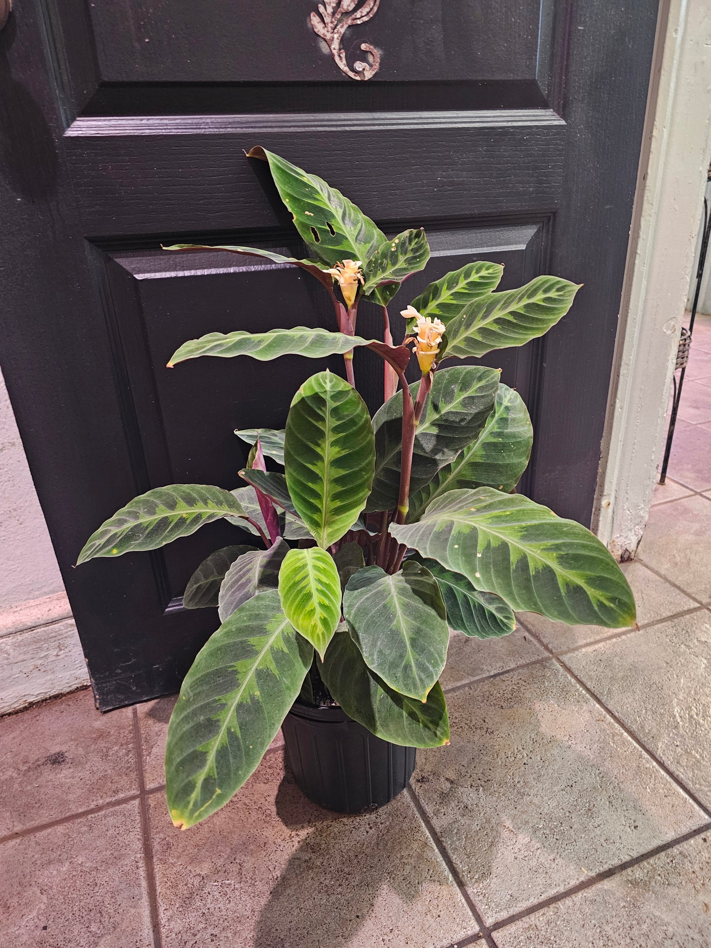 Calathea Warszewiczii