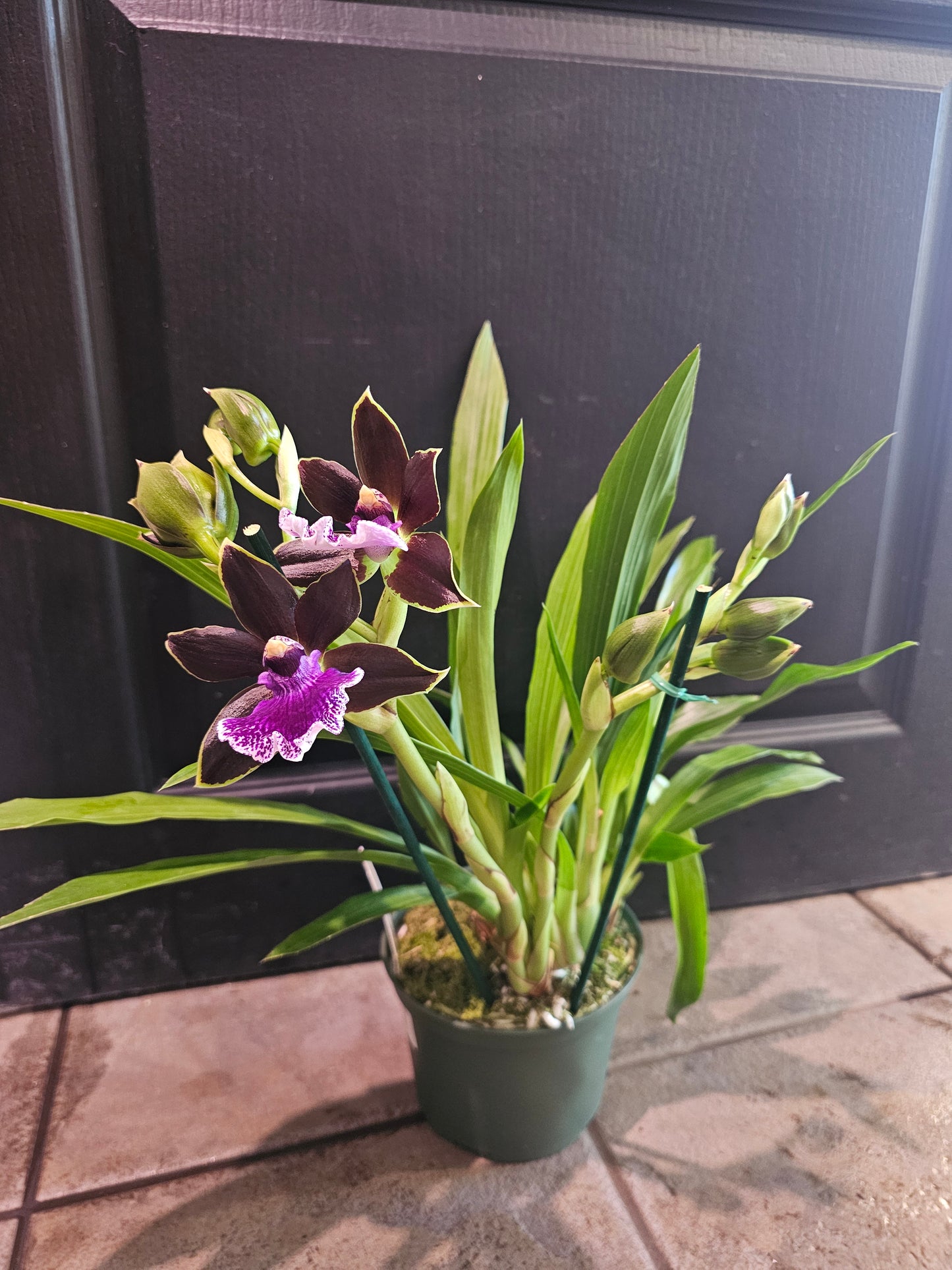 Zygopetalum Orchid "Zygo"