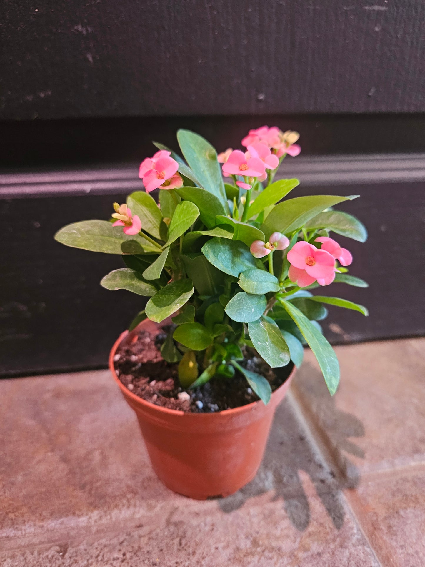 Euphorbia Milii 'Crown-Of-Thorns'