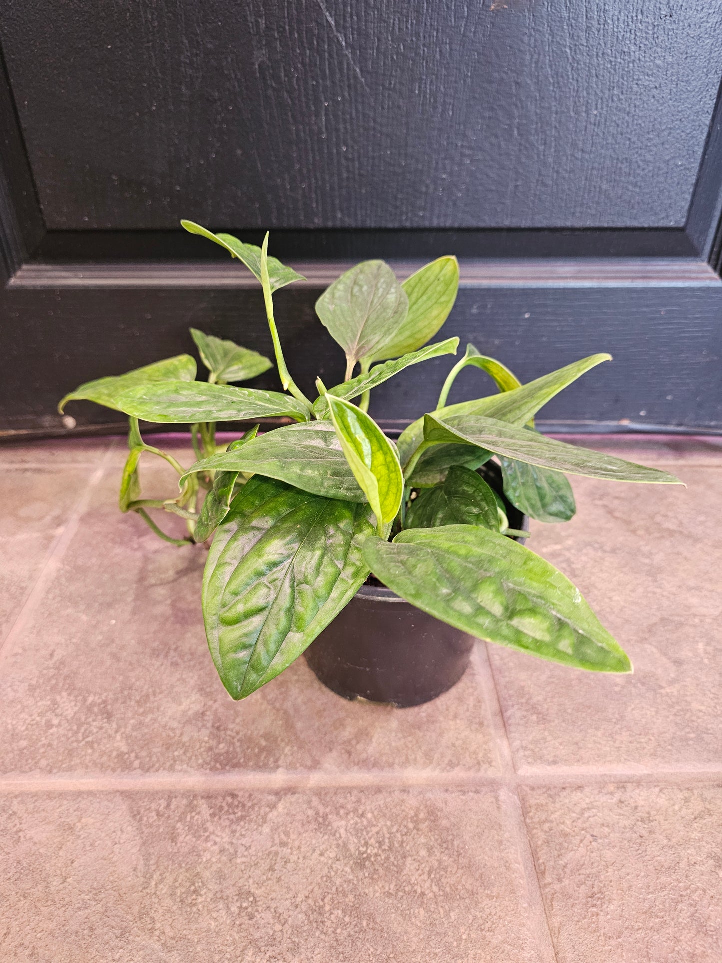 Monstera Peru