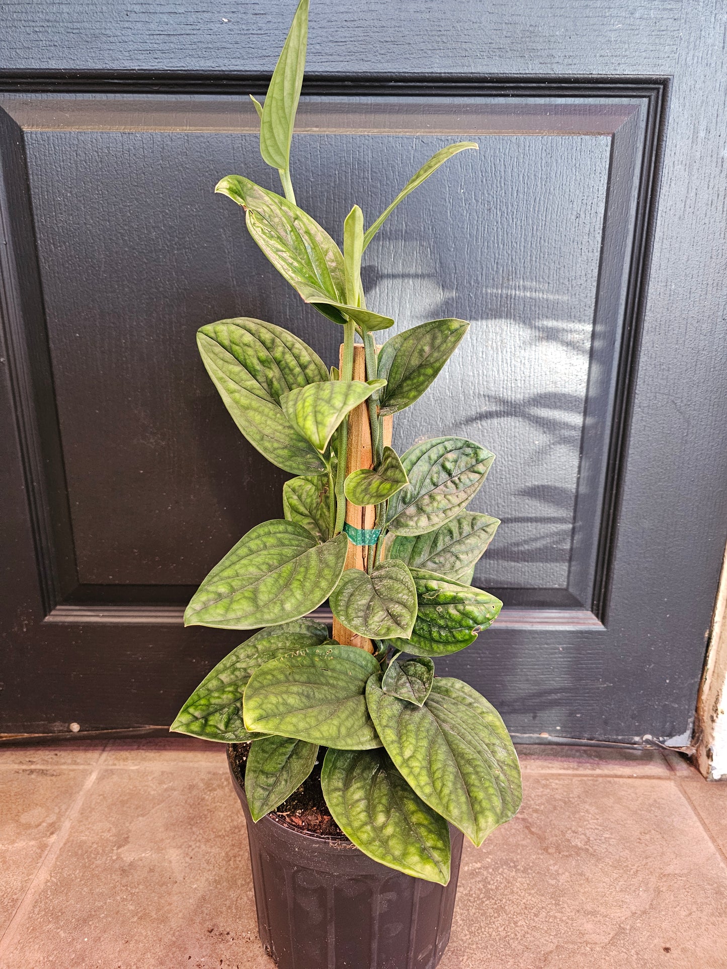 Monstera Peru