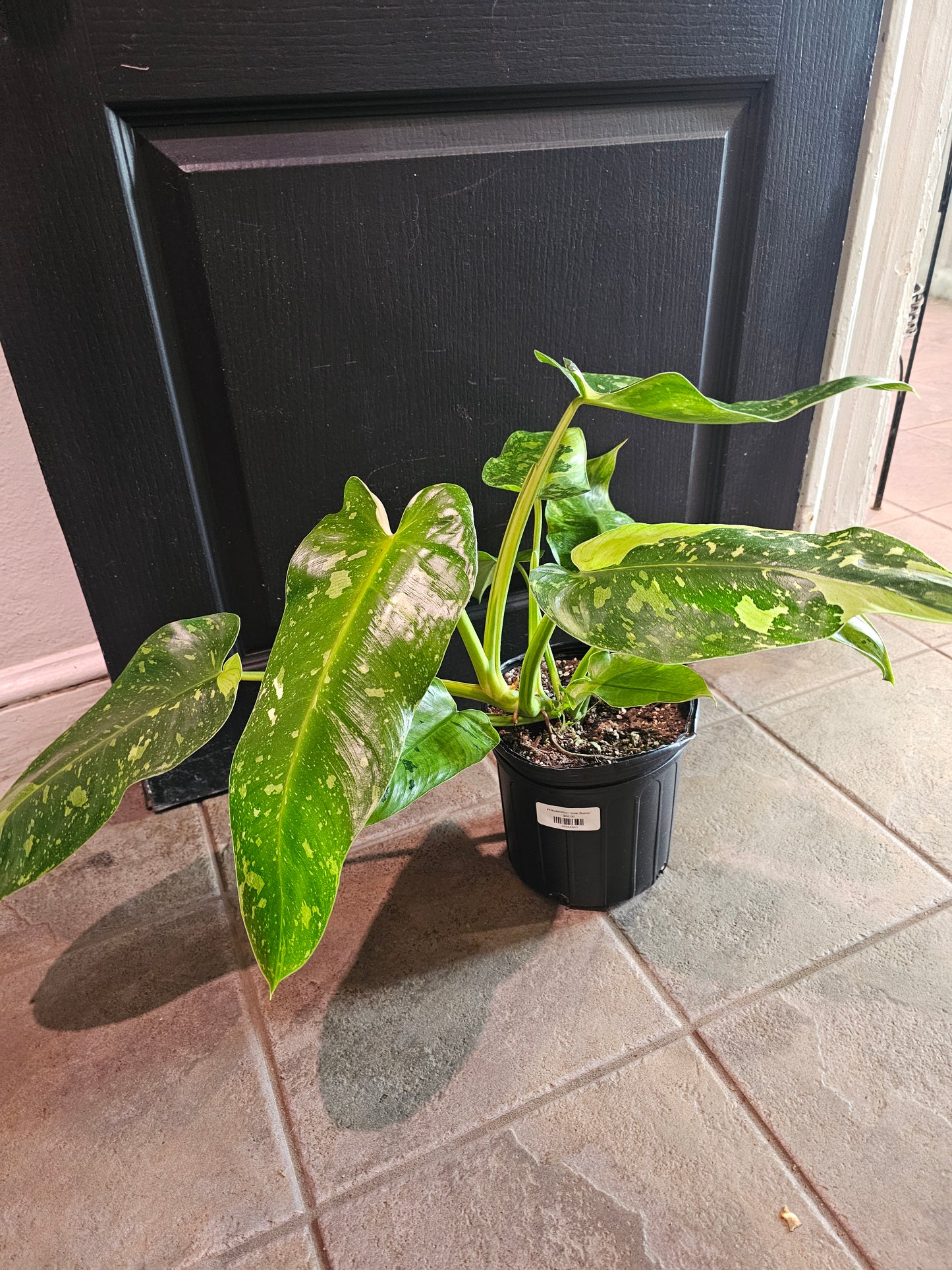 Philodendron 'Jose Bueno'