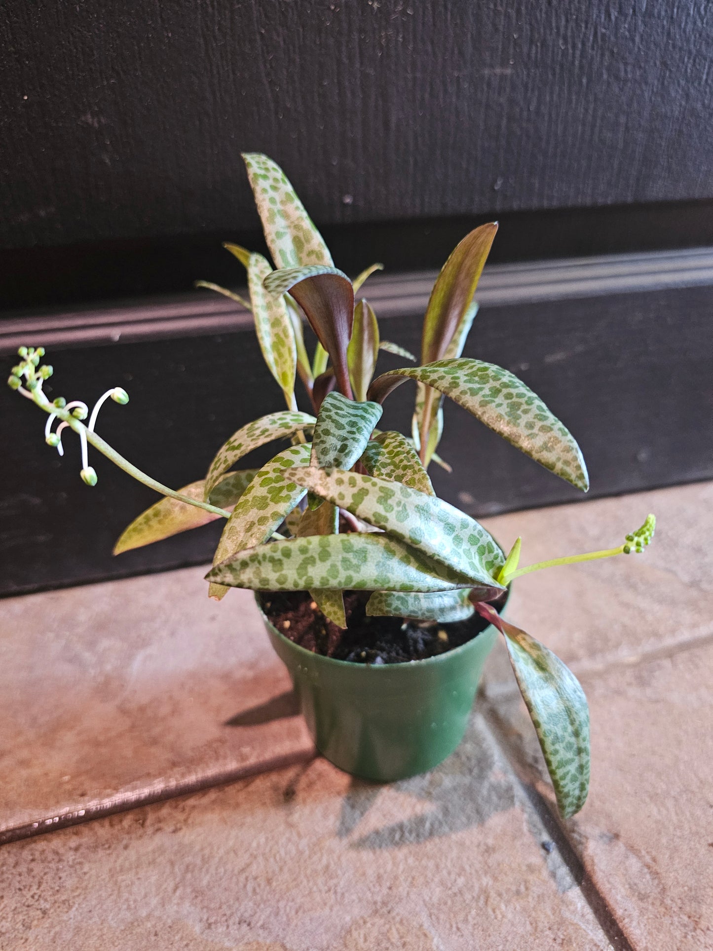 Ledebouria Socialis 'Leopard Lily'