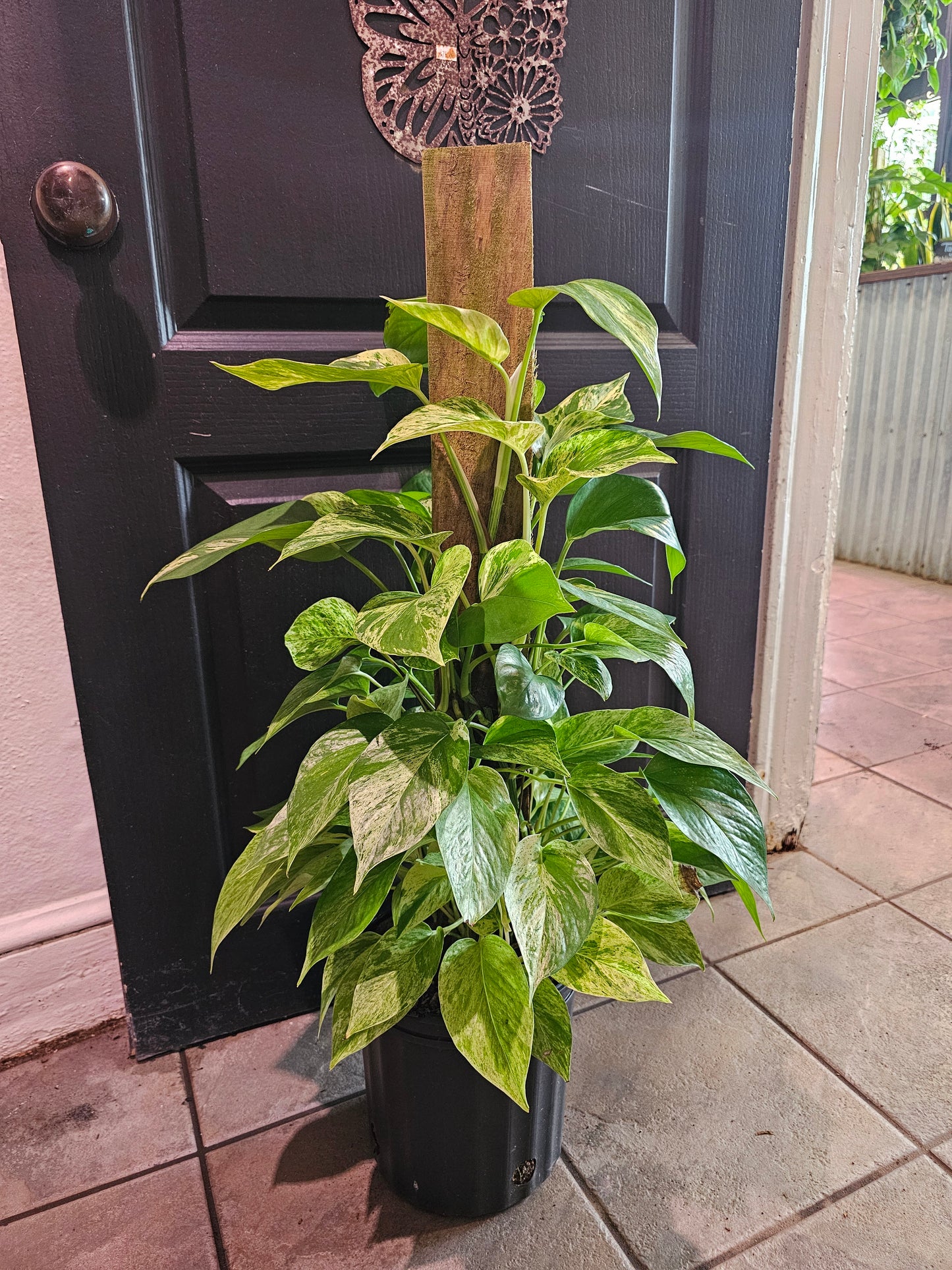 Marble Queen Pothos